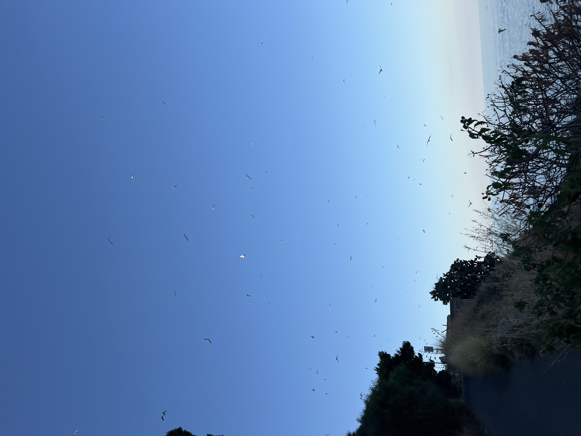 The image captures a serene coastal scene in Santa Flavia, Italy, at dusk. A paved path curves through overgrown vegetation on the left, leading towards the sea. The sky above is a clear, gradient blue, transitioning to a lighter hue near the horizon. Numerous birds are scattered across the sky, some in flight and others soaring. The foreground is dominated by dry, tall grass and the silhouette of a bush with dark foliage, partially obscuring the view of the sea. The ocean is calm and reflects the soft light of the setting sun. The overall atmosphere is peaceful and natural.