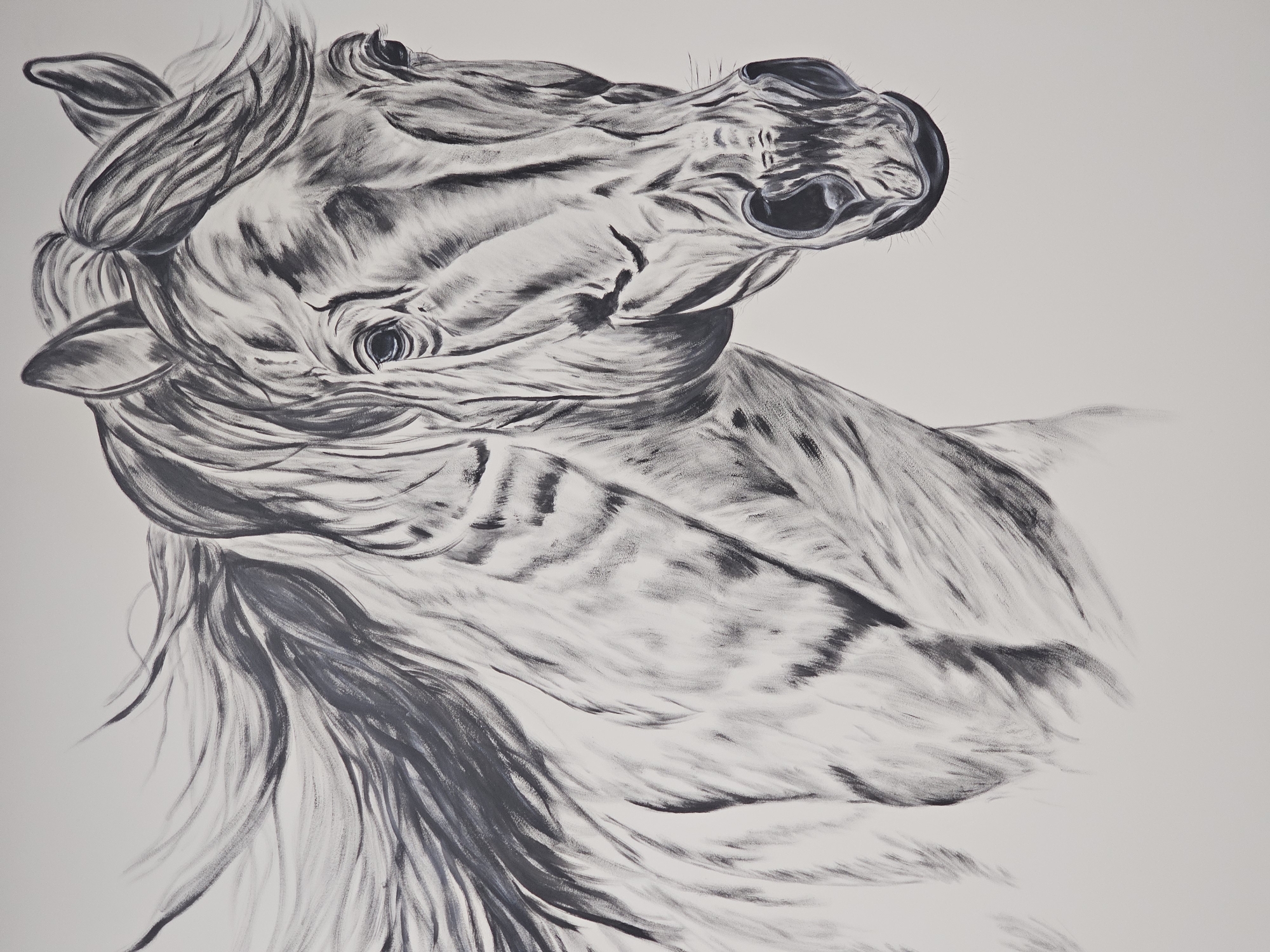 A charcoal or graphite drawing of a horse's head and upper body, tilted back with its mane flowing. The drawing is in grayscale with varying shades, emphasizing the musculature and flowing lines of the horse. The horse appears energetic and dynamic. The background is plain and light. There is no indication of Moscow or any other specific location.