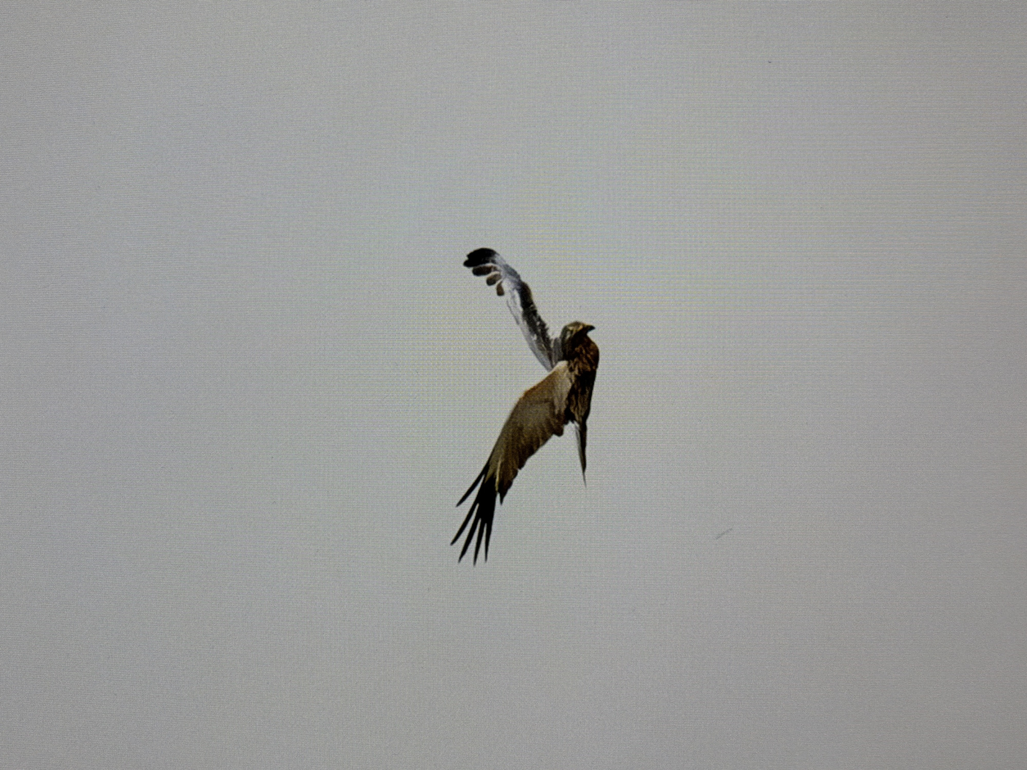 A bird of prey is captured mid-flight against a pale, overcast sky. Its wings are extended, with the left wing appearing slightly lower and more angled than the right. The bird's body is oriented horizontally, facing towards the right of the frame. Its head is turned slightly downwards and to the left, with visible plumage details. The background is a uniform, light gray, suggesting an outdoor environment with no discernible landmarks or urban features. No specific location in Kyiv, Ukraine, can be identified from the image.