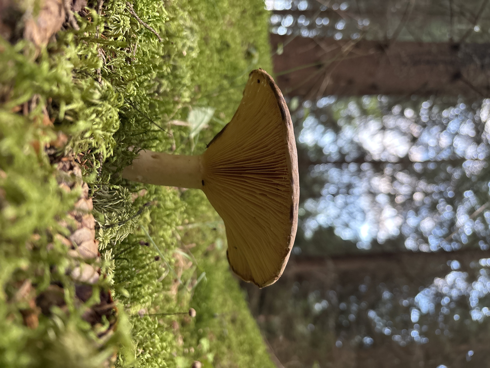A close-up, low-angle shot captures a single mushroom growing in vibrant green moss. The mushroom's cap is a pale brown with a darker rim, and its gills are clearly visible, radiating a light yellow hue. The stem is light brown and slender. The foreground is dominated by the soft, undulating texture of the moss. In the blurred background, the indistinct shapes of pine trees and dappled sunlight filtering through the needles suggest a forest setting. The image does not depict any people, actions, or interactions, nor does it provide any specific information about its location within the city of Savonlinna, Finland.