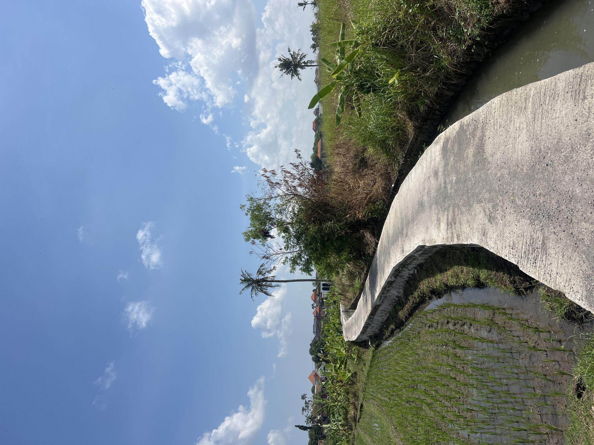 A curved concrete pathway winds through a lush, green landscape in North Kuta, Indonesia. To the left, a flooded rice paddy with rows of young rice plants stretches into the distance, bordered by a low concrete wall that follows the path. To the right of the pathway, tall green grass and banana plants grow, with a narrow, murky water channel running alongside the concrete. In the background, a cluster of buildings with terracotta roofs are visible amidst more vegetation, including palm trees. The sky is a vibrant blue, dotted with fluffy white clouds. The scene is bathed in bright sunlight, suggesting a clear day.