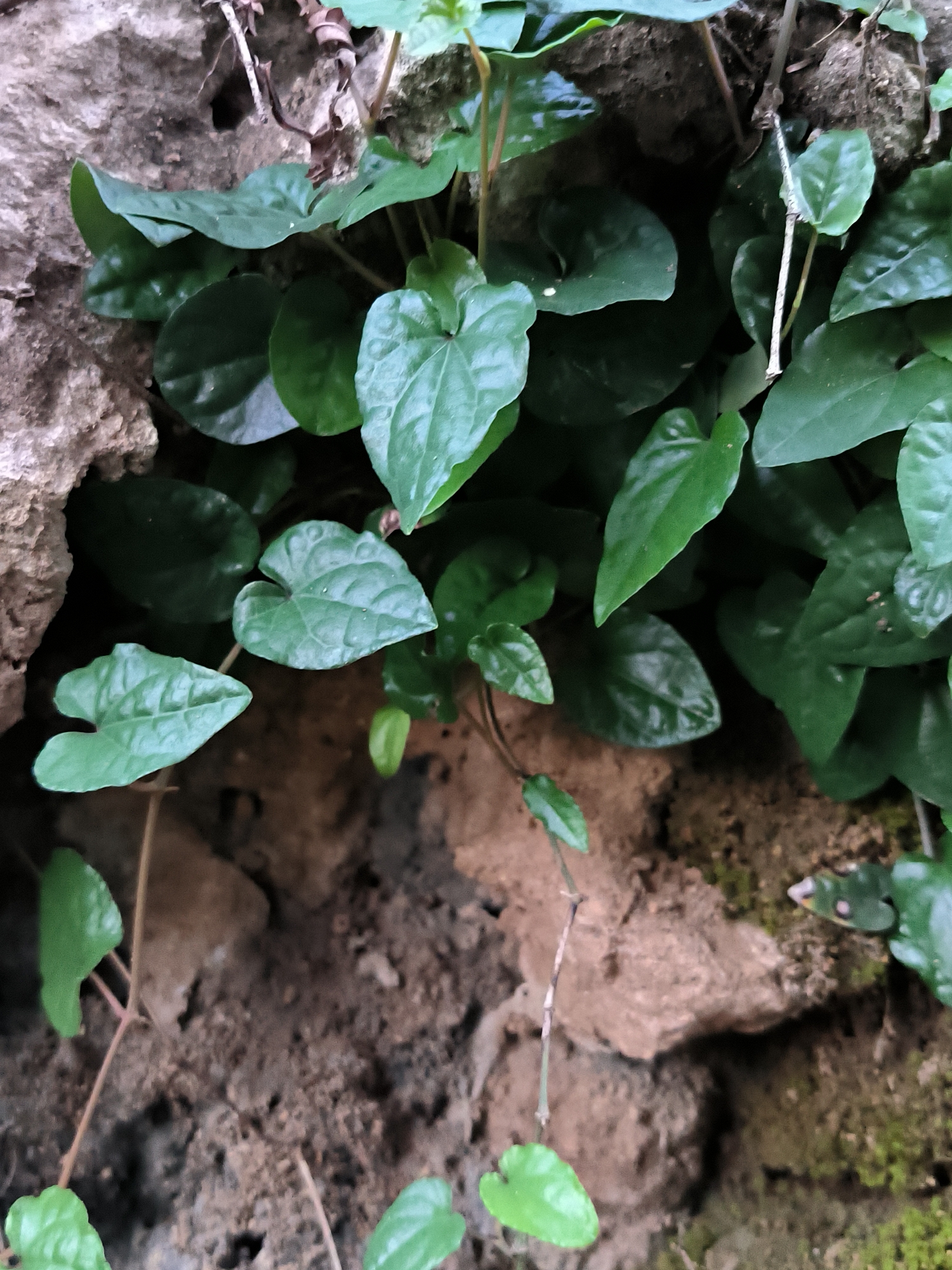 The image depicts lush green vegetation growing out of a rough, eroded rock surface. The leaves are heart-shaped with visible veins, and some have a glossy sheen, suggesting they might be wet. The rock's texture is coarse and uneven, with variations in color from light brown to dark gray. Moss is visible in some areas, indicating moisture. The vegetation appears to be thriving in the crevices of the rock. The exact location within the city of Lhokseumawe, Indonesia, is not discernible from the image alone.