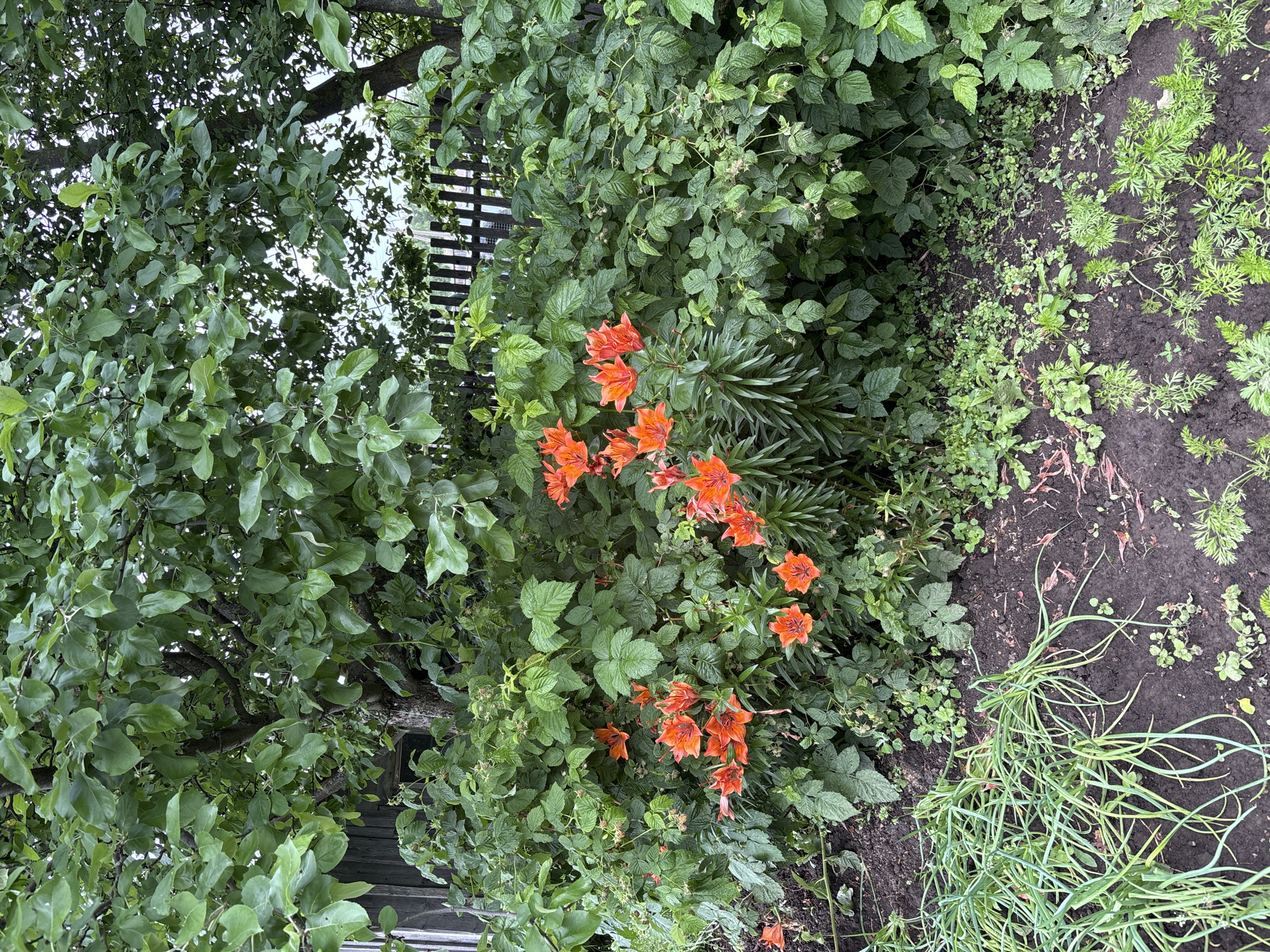 The image depicts a lush garden scene, likely in the city of Ilpanur, Russia. In the foreground, dark soil is visible, with young green plants, possibly carrots and chives, growing. Further back, several bright orange lilies are in bloom, interspersed with dense green foliage. Above the lilies and foliage, the branches of a large, leafy tree cast shadows, and a rustic wooden fence can be seen in the background. The overall impression is one of a verdant, natural setting, possibly a backyard or community garden. There are no people or animals visible in the image.
