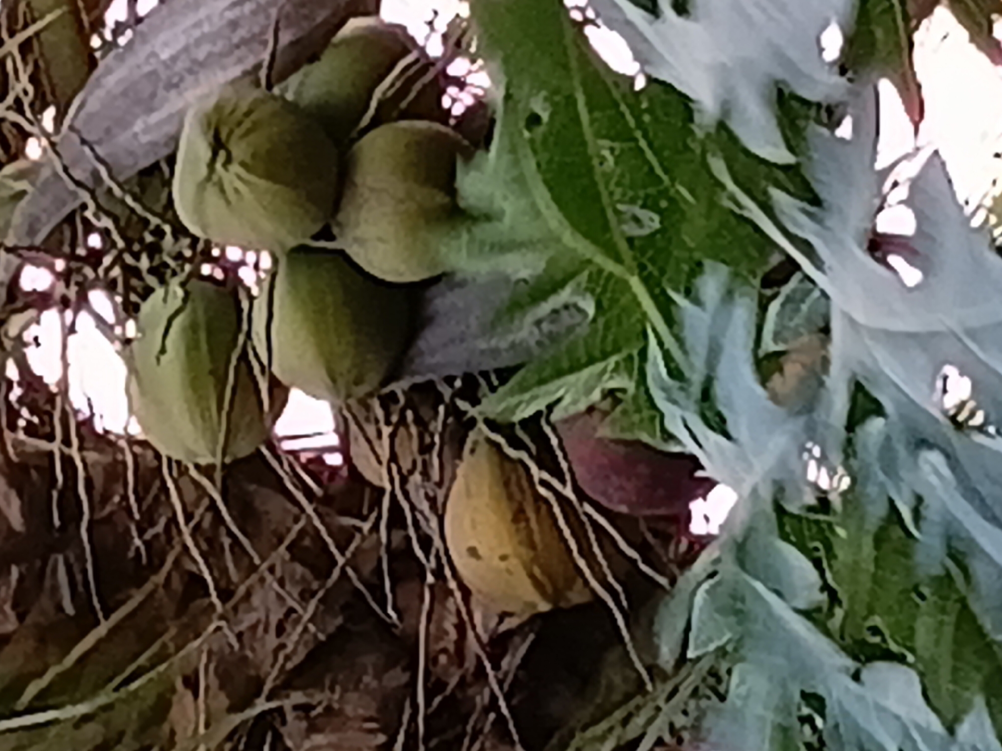 The image shows a cluster of green coconuts hanging from a palm tree. Some of the coconuts are partially obscured by palm fronds and what appear to be silvery-white, wispy plant fibers, possibly from the coconut husk. The background is blurred, but suggests a natural outdoor setting. The scene is likely located in the city of Margo Rukun, Indonesia, given the presence of coconut trees, which are common in tropical regions like Indonesia. There are no people or animals visible in the image.