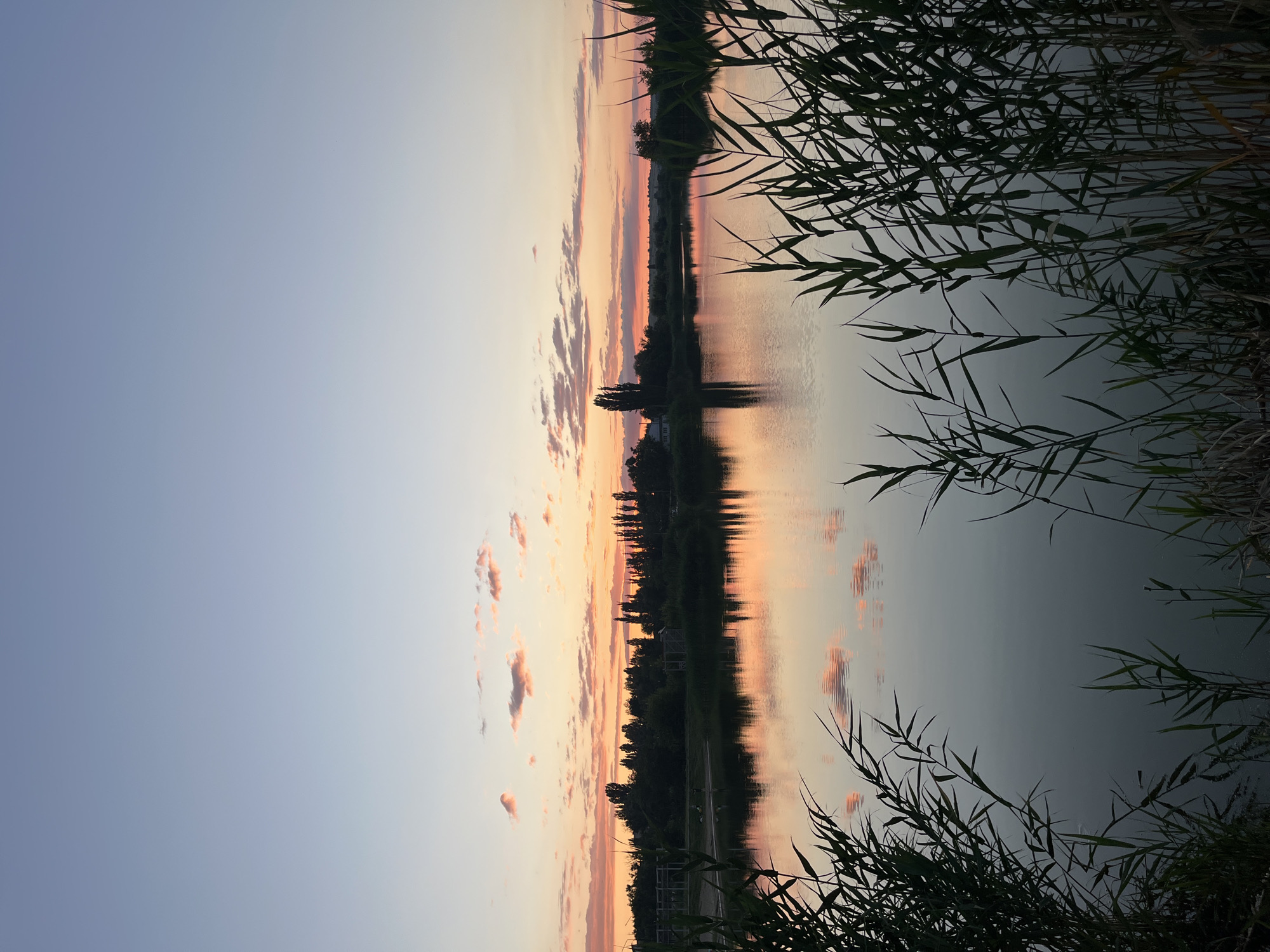 A serene landscape captures a sunset over a body of water, possibly a lake or river, in Kotovo, Russia. The sky transitions from a pale blue at the top to hues of pink and orange near the horizon, painted by the setting sun. wispy clouds are scattered across the sky, reflecting softly on the calm water's surface.
Along the far bank, a dense line of trees, predominantly tall and slender, forms a natural silhouette against the vibrant sky. Some smaller structures, possibly buildings or fences, are intermittently visible amidst the foliage. The foreground is framed by tall, dark green reeds, their feathery tops swaying gently, adding a sense of depth and texture to the scene. The water itself appears calm, with subtle ripples disturbing its surface, mirroring the colors of the sky and the trees. The overall impression is one of tranquility and natural beauty during the twilight hours.