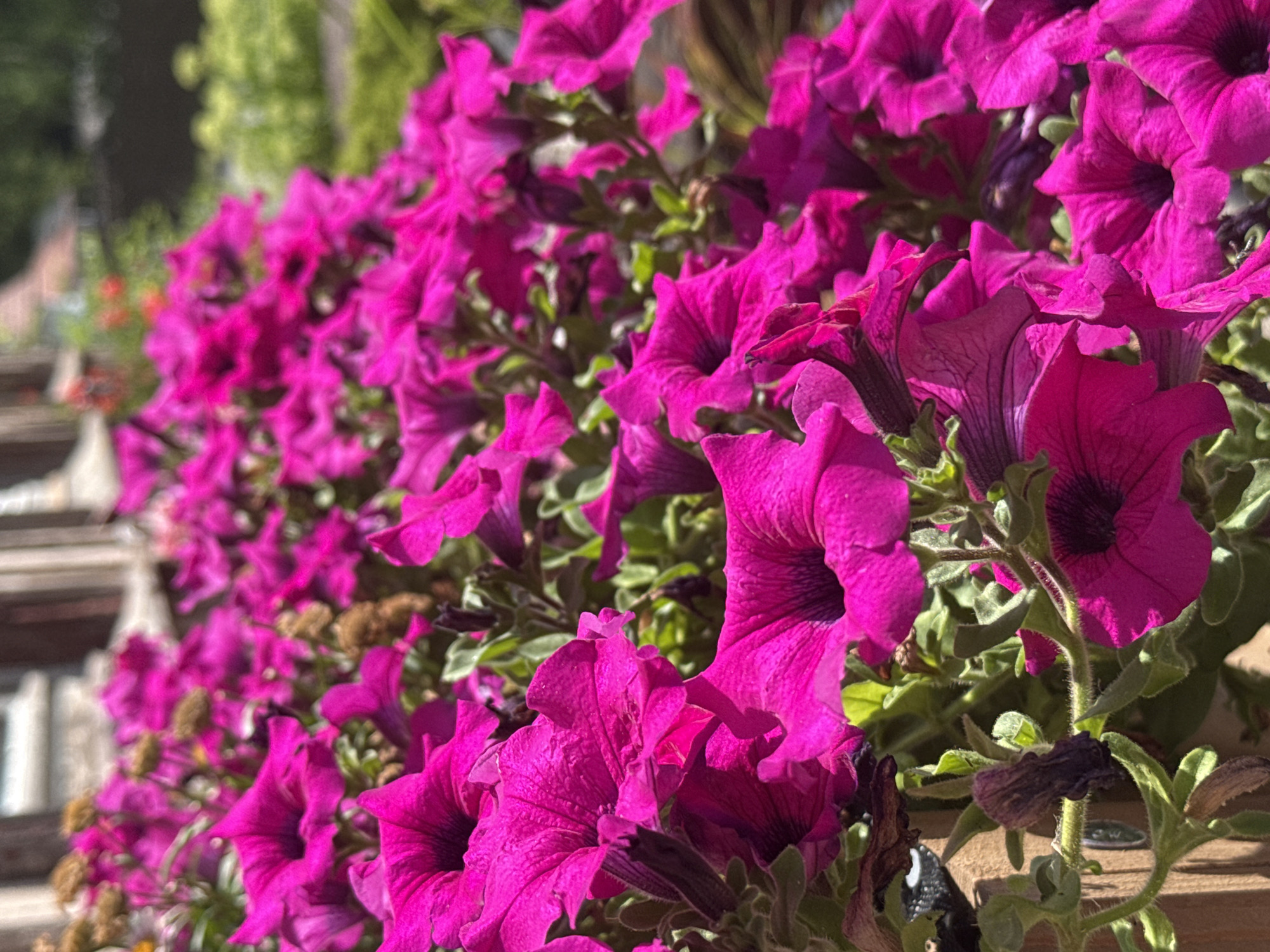A close-up, eye-level view shows a dense cluster of vibrant magenta petunias in full bloom. The flowers dominate the frame, with their trumpet-shaped petals and dark centers. Some petals are slightly unfurled, revealing delicate veins, while others are more tightly closed. Green leaves and stems are interspersed among the blossoms, and a few dried, brown seed pods are visible, indicating the natural life cycle of the plants. In the background, out of focus, are elements of an outdoor environment: a rustic wooden fence on the left, and hints of greenery and buildings, suggesting a garden or park setting. The image appears to be taken in Walkenried, Germany, likely in a public garden or private outdoor space. The lighting suggests it is daytime with sunlight casting subtle shadows. No people are present in the image.