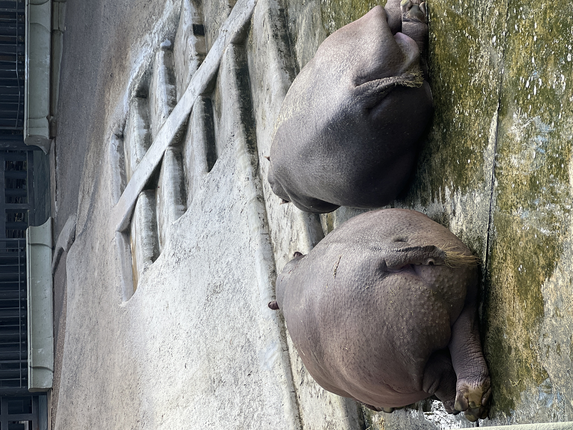 Two hippopotamuses are lying down on a concrete surface, likely in a zoo enclosure. The hippos are positioned close to each other, with the rear of one hippopotamus visible in the foreground. The skin of the hippos is dark and textured. The background includes a concrete wall and a water-stained surface. A building with barred windows is visible in the upper left corner. The location is possibly the Buenos Aires Zoo in Argentina, as the zoo is known to house hippopotamuses.