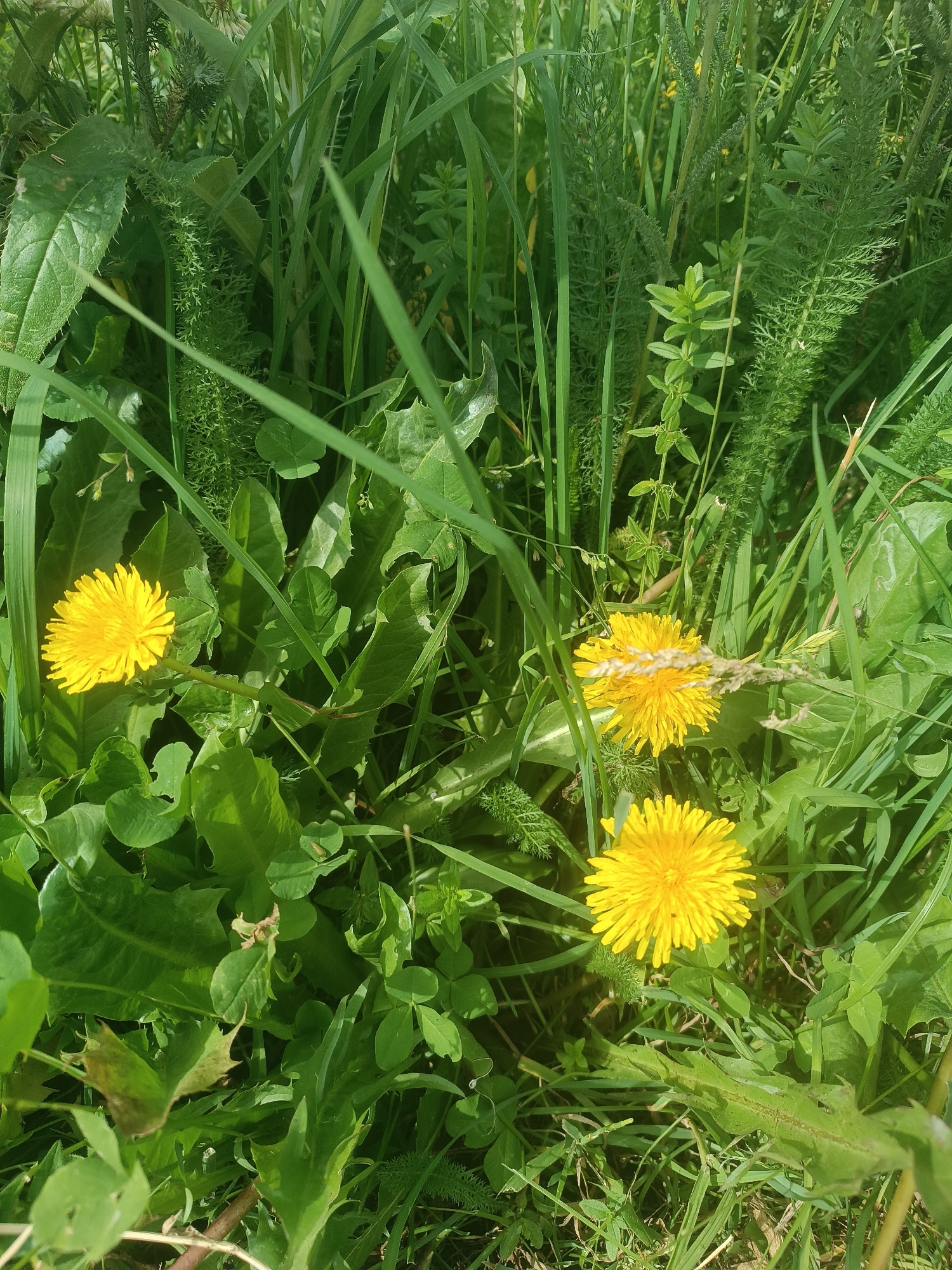 In the city of Semyonovka, Armenia, a close-up shot captures a natural scene dominated by lush green vegetation and several vibrant yellow dandelions. The focus is on the flora, with the dandelions appearing as bright bursts of color against the verdant backdrop of grass and leaves. The plants are dense and varied, suggesting a natural, untended environment. There are no people or animals visible in the frame. The lighting indicates it is daytime, with sunlight filtering through the foliage, creating dappled shadows and highlights. The overall impression is one of natural beauty and the simple elegance of a meadow.