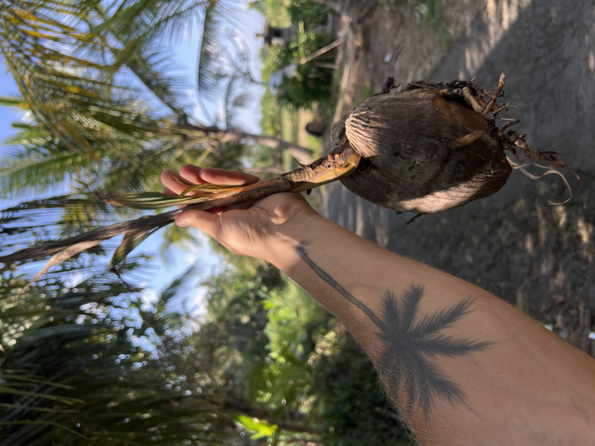 A person's arm, tattooed with a palm tree silhouette, holds a young coconut sprout with its roots and a coconut above a dirt road in Kerambitan, Indonesia. The sprout has a light brown stem with a few small green leaves emerging from the top. The coconut is brown and rough, with visible roots dangling from its bottom. The background features lush green foliage, palm trees, and a bright blue sky, suggesting a tropical environment. The lighting indicates it is daytime.