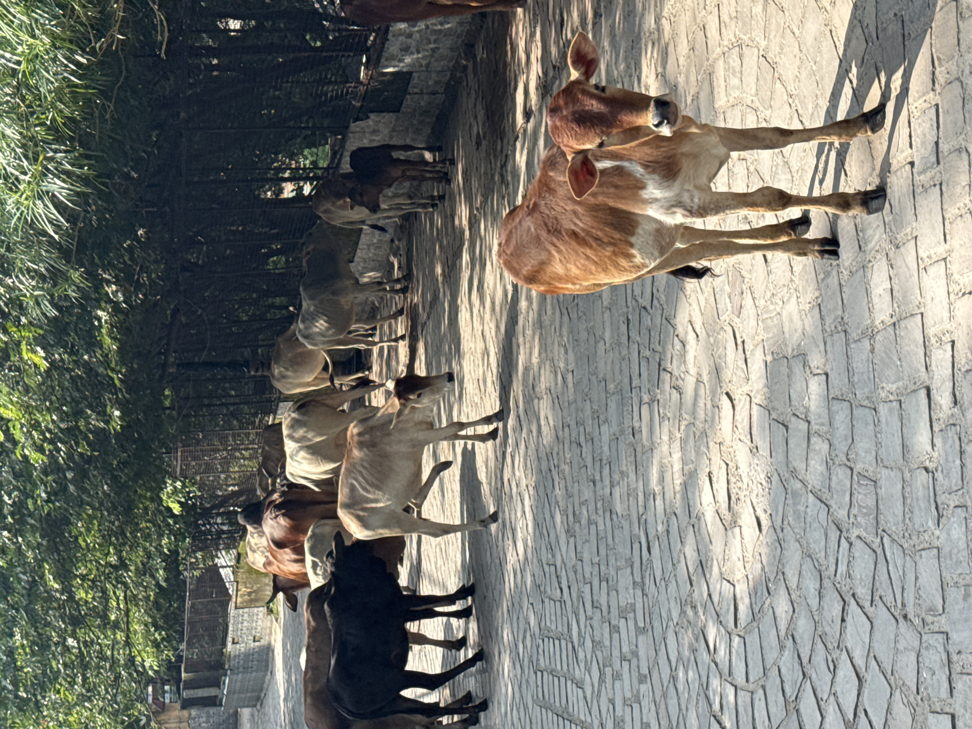 In Rishikesh, India, a herd of cattle walks along a stone-paved pathway lined with lush green trees and a wire fence. The sun casts dappled shadows on the ground, illuminating the animals. A young brown and white calf stands prominently in the foreground, facing the camera with curiosity. Other cattle, of various colors and sizes, are dispersed throughout the scene, some walking and others standing. The environment suggests a tranquil, possibly rural or semi-urban, setting within the city, common in areas where cattle roam freely.