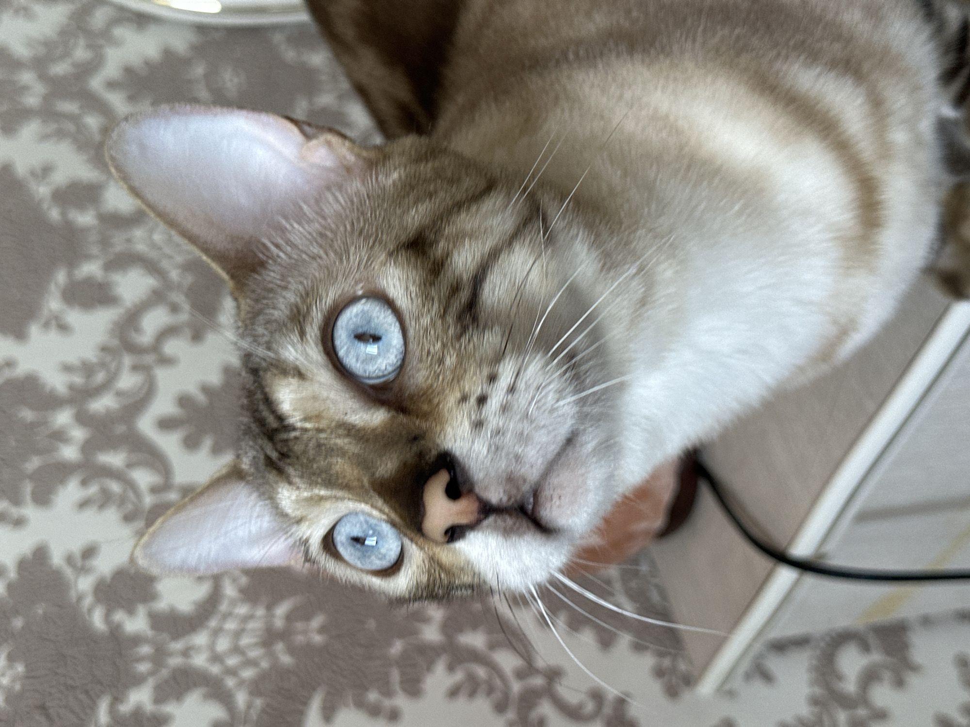 A close-up, medium shot captures a Bengal cat with striking blue eyes looking upwards. The cat has a light brown coat with distinctive dark brown rosettes. It is positioned on a light-colored shelf against a wall with a patterned wallpaper. A black wire is visible on the shelf, leading towards the cat. The background is slightly blurred, with the wallpaper pattern being the most prominent element. The lighting suggests an indoor environment. There is no indication of the city of Energetik, Russia in the image.