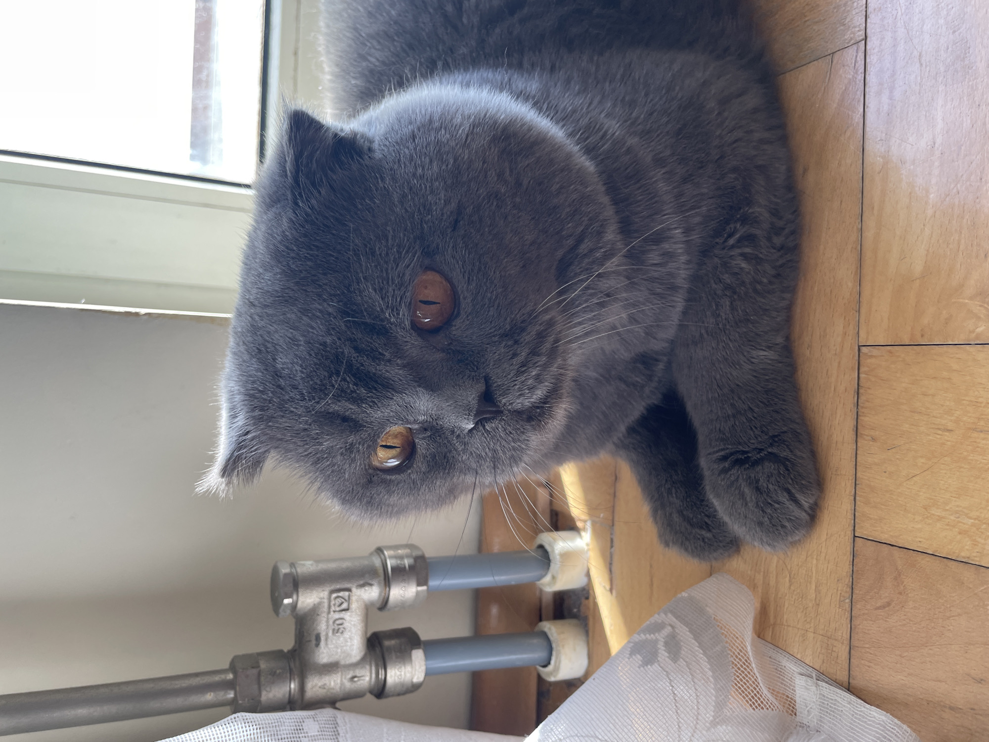 A gray Scottish Fold cat with amber eyes is lying near a radiator against a wooden floor. The radiator pipes are made of metal and gray plastic. A piece of white lace curtain is visible on the bottom right of the frame. The scene is indoors, near a window.