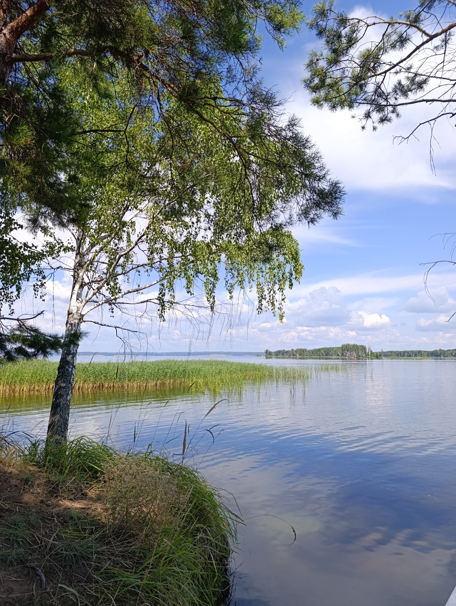 A sunny day at Vekoshinka, Russia, showcases a serene lake scene from a grassy bank. In the foreground, a solitary birch tree with drooping branches stands on the left, its white bark contrasting with the green foliage and the brown, earthy ground beneath. Tall green reeds line the water's edge, forming a distinct border between the land and the calm lake. The water itself is a mirror to the sky, reflecting the bright blue expanse dotted with fluffy white clouds. Across the lake, a distant treeline stretches horizontally, interrupted by small islands of trees. The overall impression is one of natural tranquility and peaceful summer weather.
