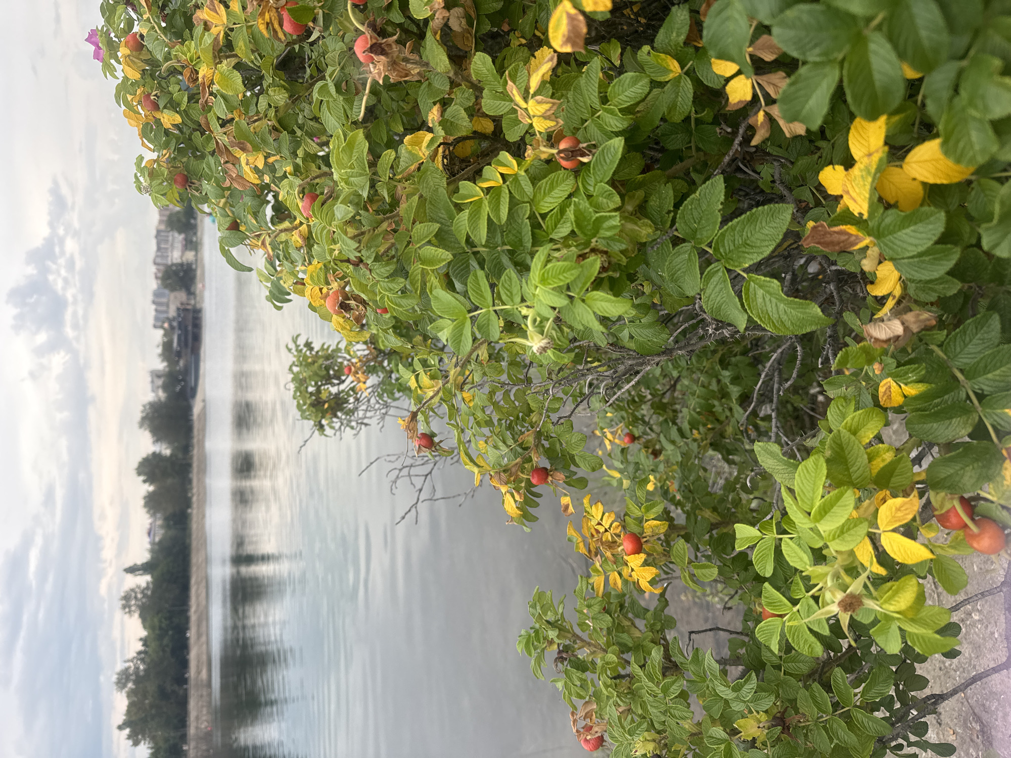 The image depicts a waterfront scene with lush green foliage in the foreground, interspersed with yellowing leaves and red rosehips. The water is calm, reflecting the overcast sky and a distant treeline with buildings. The vegetation appears to be a wild rose bush growing along the edge of the water. The environment suggests a park or natural area within an urban setting, possibly during autumn. The specific location is the Angara River embankment in Irkutsk, Russia. There are no visible people or specific actions taking place.