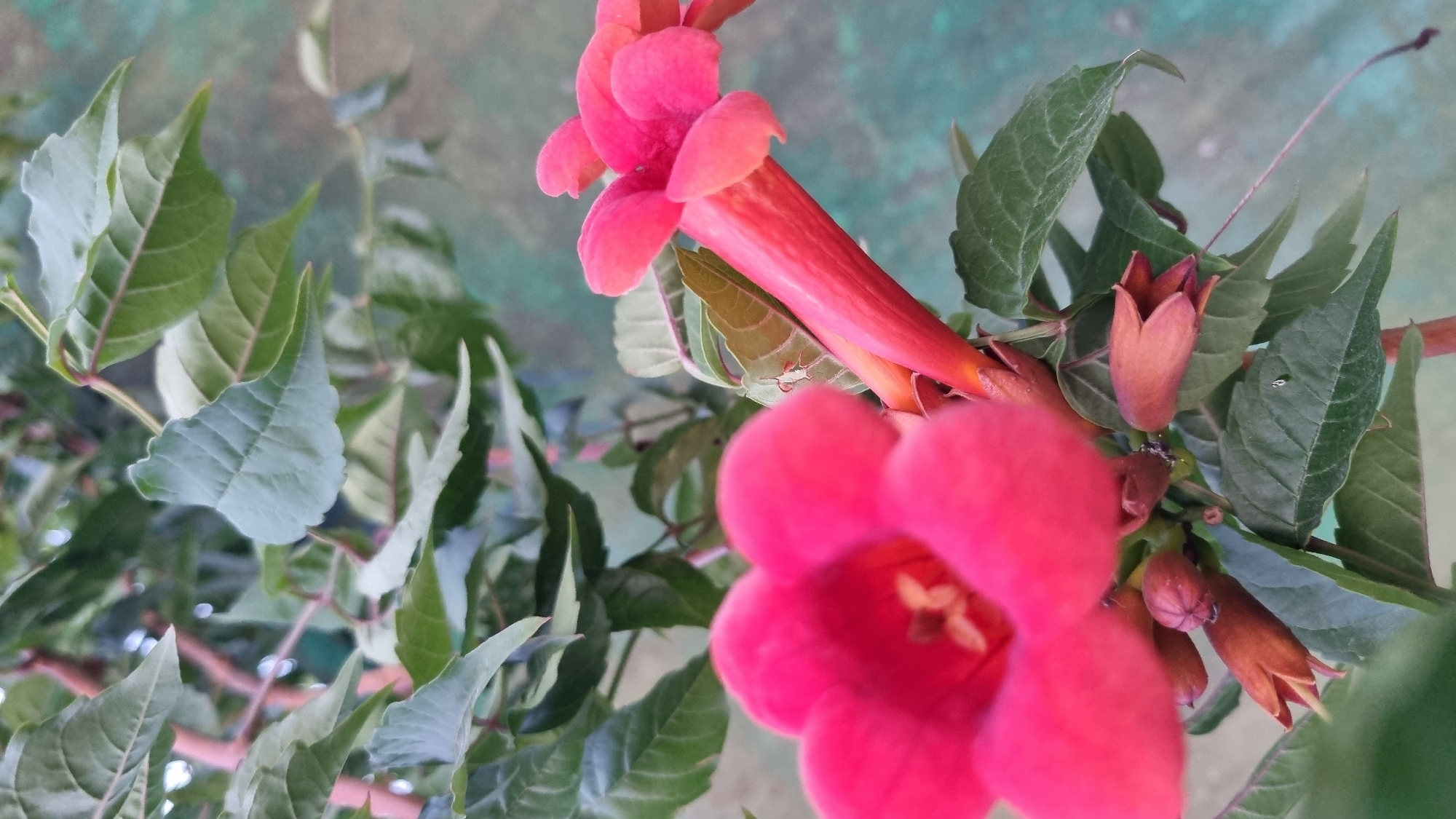 The image shows a close-up of a flowering vine with bright pink and orange trumpet-shaped blossoms. The vine has green leaves with serrated edges and a woody stem. The flowers are in various stages of bloom, with some fully open and others still in bud. The background is a blurred green and turquoise surface, possibly a wall or fence. The lighting suggests it is daytime, possibly overcast. There are no people or animals visible in the image. The location is identified as Berehove, Ukraine.