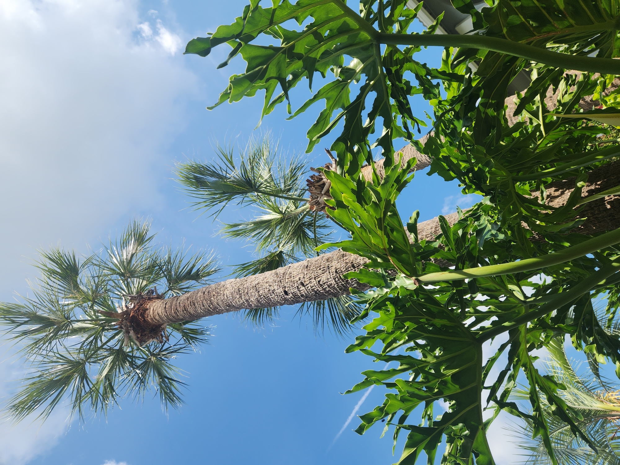 In Altamonte Springs, United States of America, a low-angle outdoor shot captures a vibrant tropical scene dominated by lush greenery and a clear blue sky with scattered clouds. Two palm trees, one in the foreground with a textured, brown trunk and spiky green fronds, and another slightly behind it, reach upwards. In front of the palm trees, large, glossy green leaves with deep lobes form a dense canopy, obscuring parts of the trunks and the sky. A faint white contrail from an aircraft is visible against the sky. The lighting suggests it is daytime, with the sun casting highlights on the leaves and illuminating the sky. The overall impression is one of a warm, tropical environment within the city.