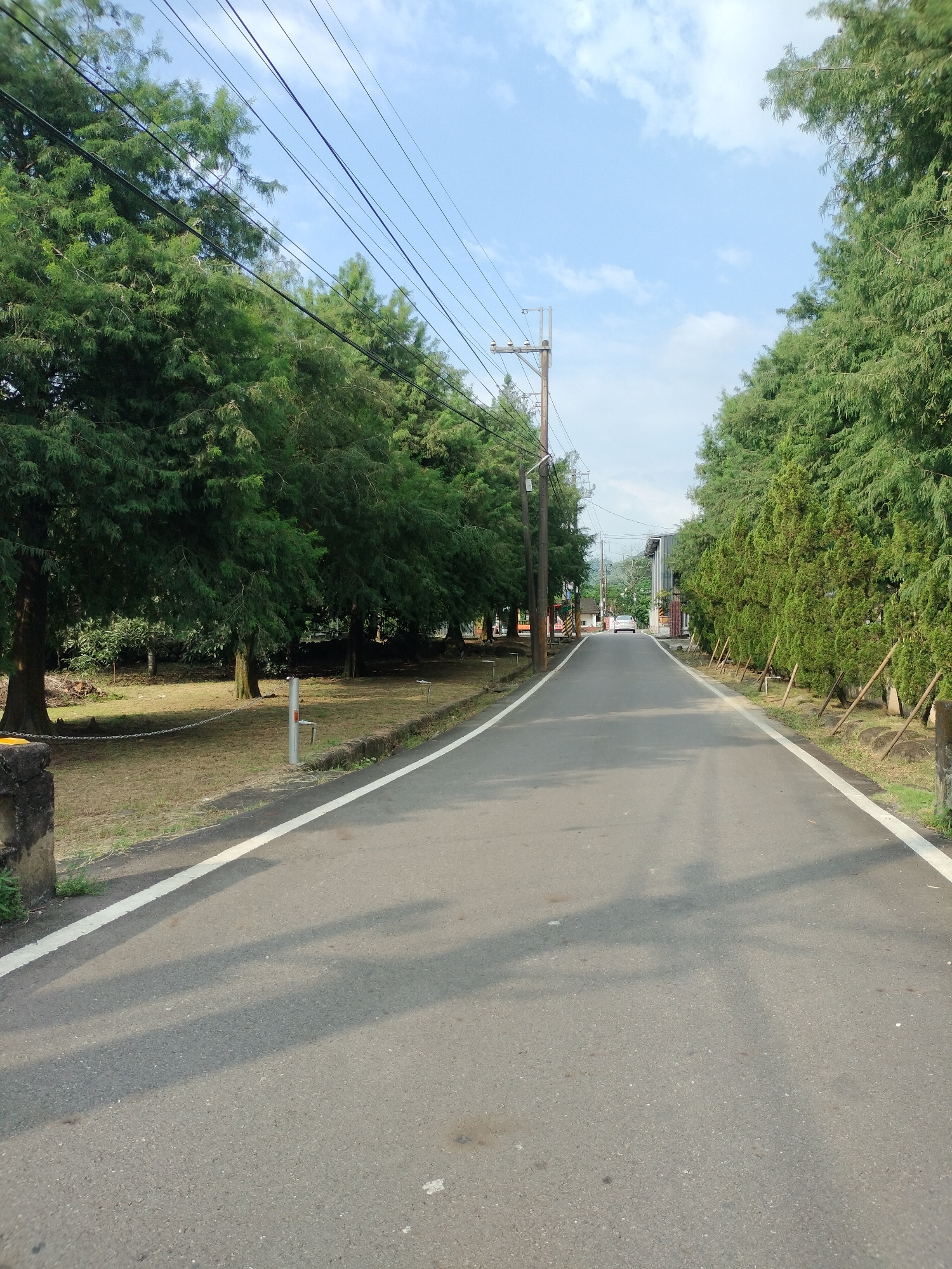 This image depicts a straight, paved road in Zhushan Township, Taiwan. The road is lined on both sides by dense green trees, creating a tunnel-like effect. Power lines stretch across the sky above the trees. In the distance, a white car is visible, and some buildings can be seen on the right side of the road. The ground on either side of the road is covered in dry grass and small bushes. Shadows of the trees and possibly the power lines are cast across the road, indicating it is daytime. There are no people visible in the image. The scene appears to be a rural or suburban setting.