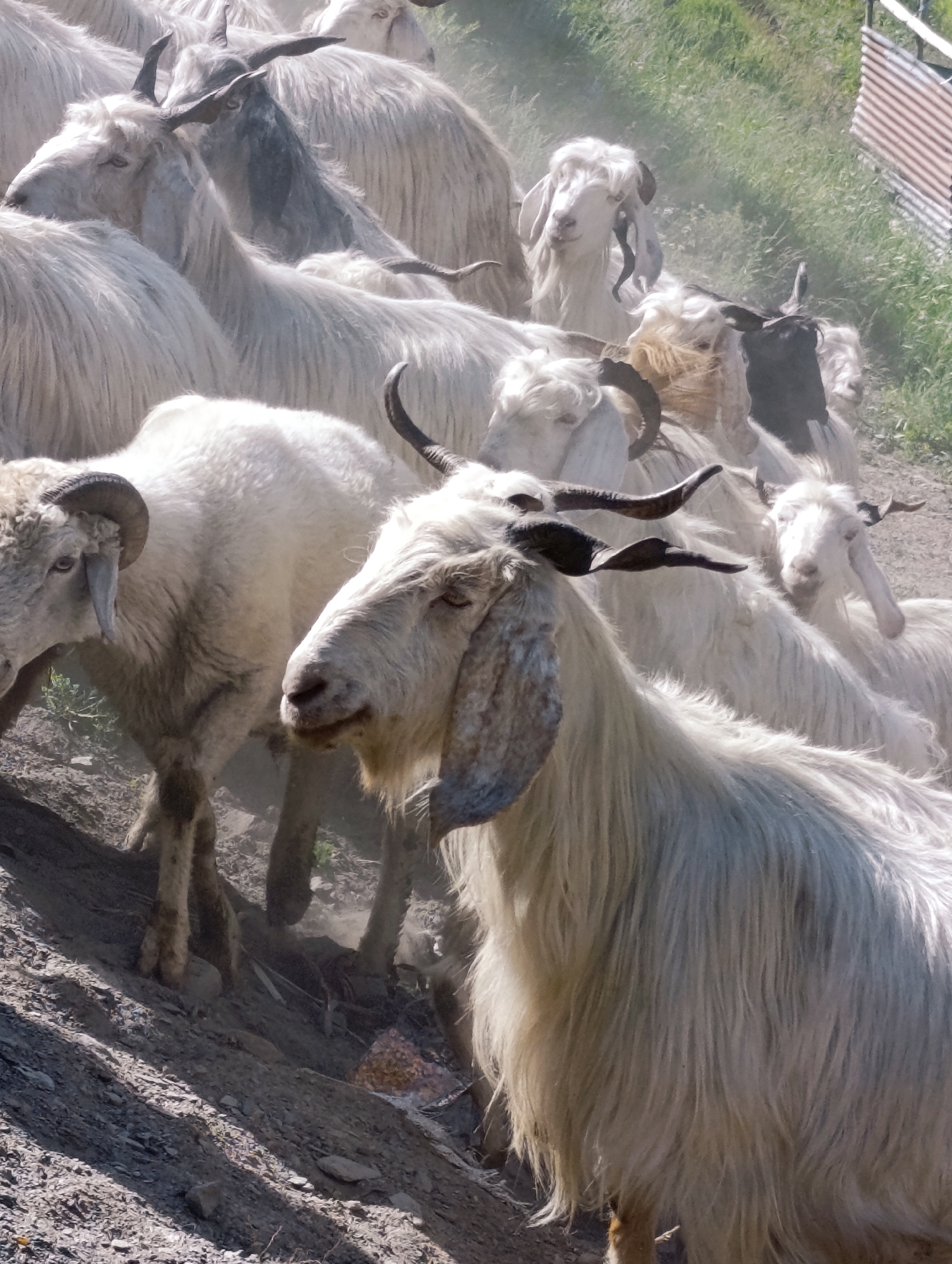 A herd of white cashmere goats are clustered together on a dusty incline in Sissu, India. The goats have long, shaggy fur and many of them have horns. In the foreground, one goat is particularly prominent, with a long, flowing coat and large, pendulous ears. Its face is turned slightly to the right, and its eyes are a light color. The goats are facing various directions, with some looking towards the viewer and others looking away. The ground is covered in dirt and small stones, and sparse green vegetation can be seen in the background. A rusty metal fence is visible in the upper right corner of the image, and a hazy sky suggests a sunny day. The overall impression is one of a rural, pastoral scene.