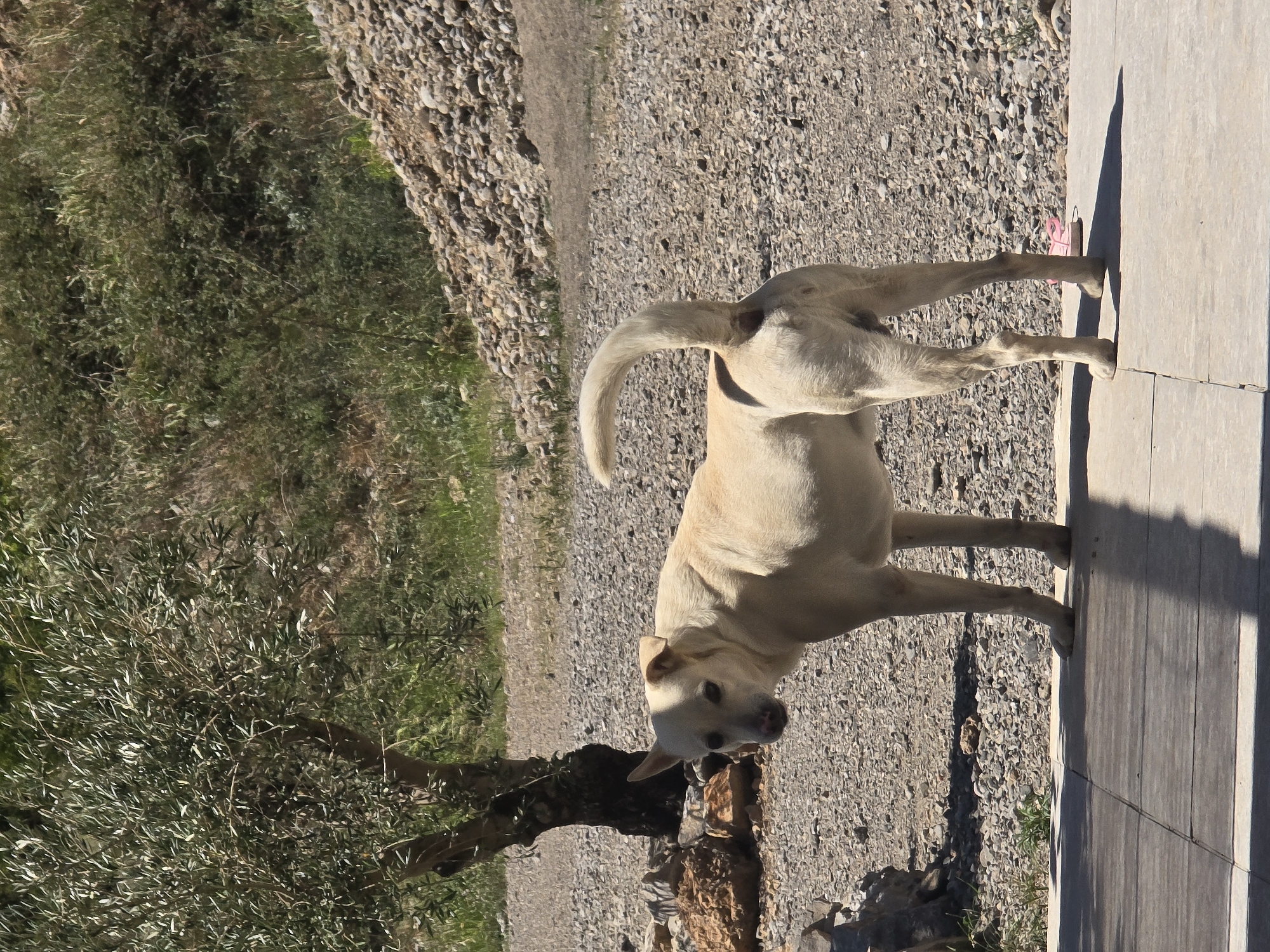 A light-colored dog stands on a paved surface in front of a gravel path and an olive tree. The dog is facing the left of the frame and looking towards the camera. The dog's tail is raised and curved. Behind the dog, the ground is covered with gravel and small stones. To the left of the dog is the trunk of an olive tree with branches extending upwards. In the background, there is vegetation and a pile of rocks. The lighting suggests it is a sunny day, casting a shadow on the paved surface. The location is Unknown, Unknown.