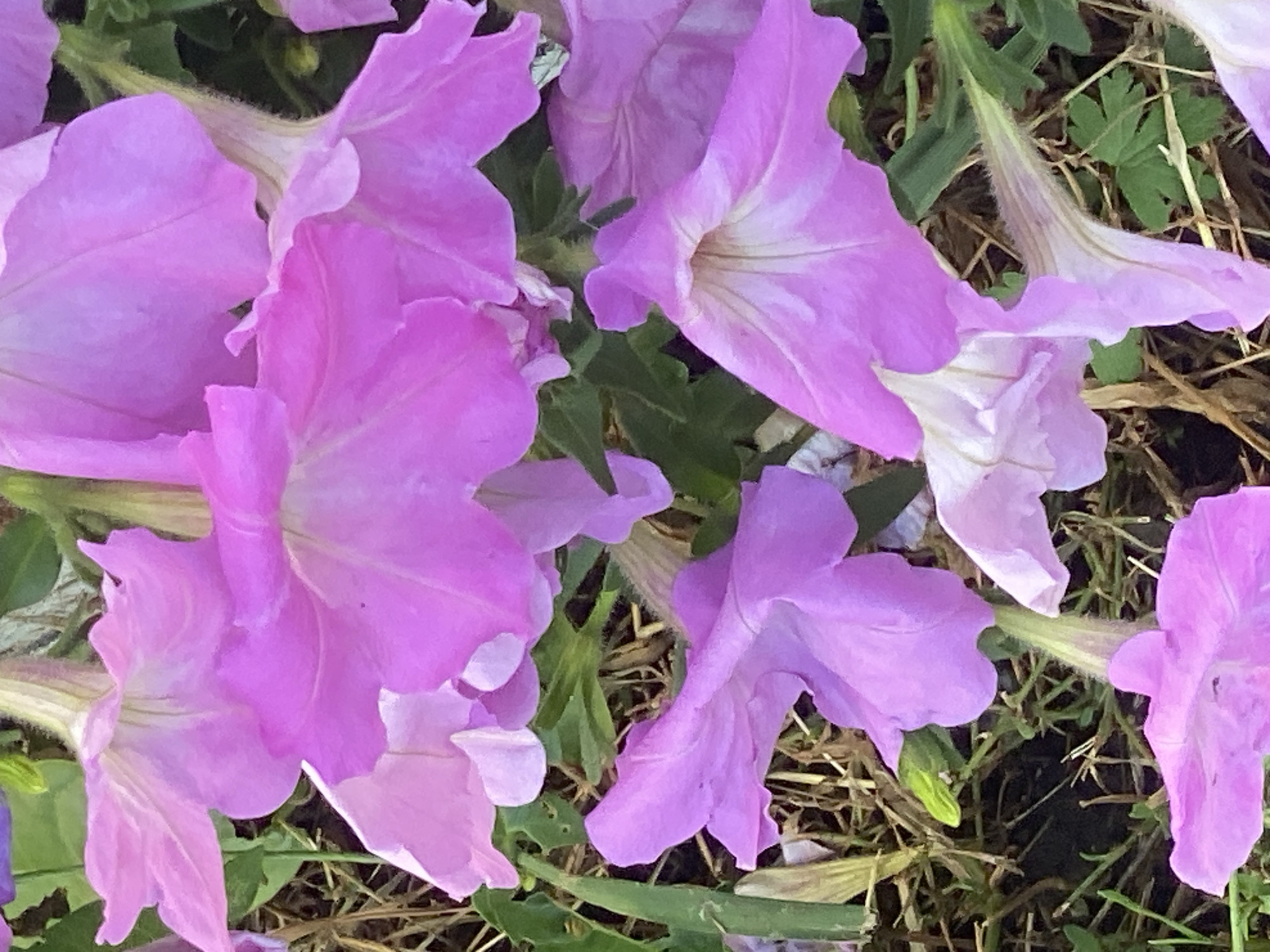 This is a close-up, overhead shot of several vibrant pink petunias in bloom. The flowers are the primary focus, with their trumpet-shaped petals and delicate veins clearly visible. They are nestled amongst green leaves and dry brown foliage, suggesting an outdoor garden setting. There is no indication of any specific location within Novokuznetsk, Russia, or any people or actions taking place. The scene is still and natural, highlighting the beauty of the flowers.