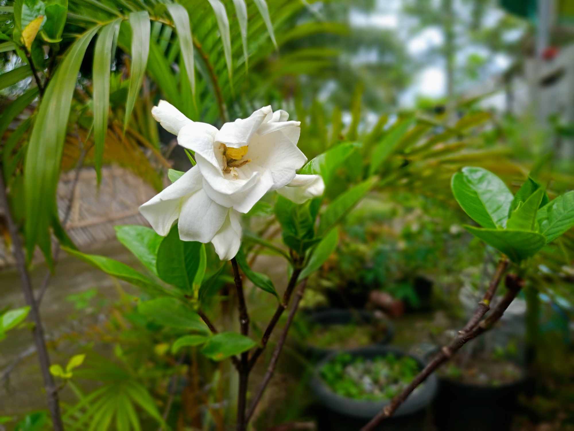 The image features a white gardenia flower in full bloom. The flower is the main subject, with several green leaves surrounding it. The background consists of blurred greenery, possibly other plants and foliage. The location is indicated as Buketteukuh, Indonesia, suggesting an outdoor setting with local flora.
