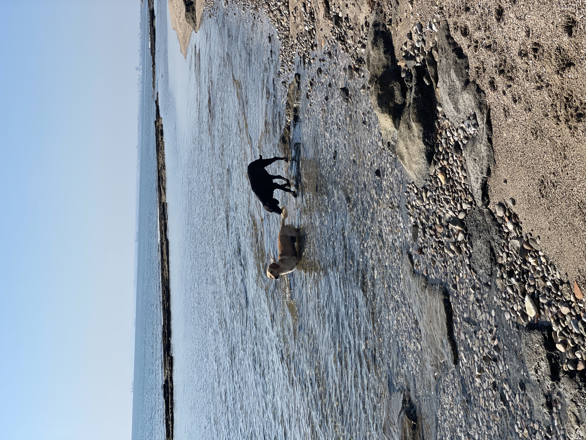 Two dogs, one light brown and one black, are in shallow water near a rocky beach. The light brown dog is facing left, and the black dog is facing right, with its head down. The water is clear and calm, with small waves lapping the shore. The beach is covered in pebbles and sand, with large rocks scattered along the waterline. In the distance, the sea stretches to the horizon under a clear blue sky. The shoreline is lined with low, rocky formations. The image appears to be taken in Spathariko, Northern Cyprus / Cyprus, given the characteristic shoreline and the presence of distant cityscapes and ships.