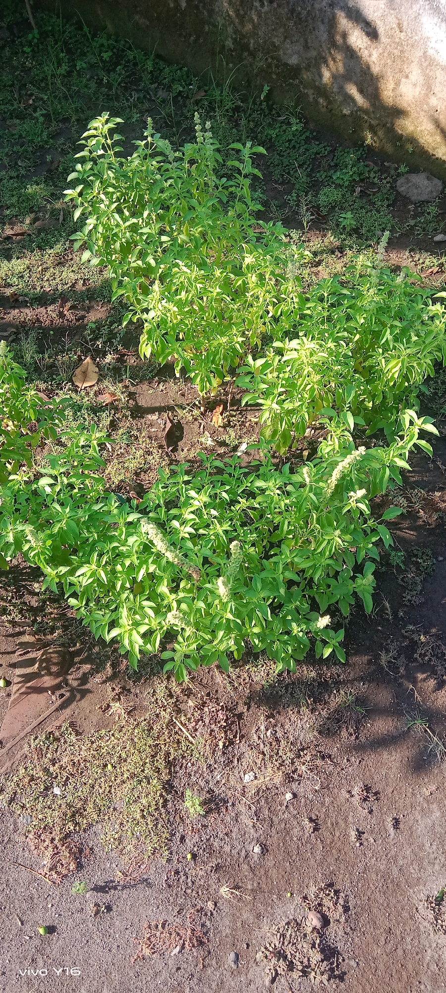 The image depicts a patch of lush green basil plants growing outdoors, likely in a garden setting. The plants are healthy and vibrant, with a dense foliage of small, oval leaves. Several of the plants show signs of flowering, with tall, slender stalks topped with small white or pale green blossoms. The basil is planted in dark, rich soil, with some patches of dry grass and fallen leaves scattered around. In the background, a rough, textured wall, possibly made of concrete or stone, is visible, casting shadows from the sunlight. The overall scene suggests a cultivation of herbs in a semi-urban or rural environment. The "vivo Y16" watermark in the bottom left corner indicates the photo was taken with a Vivo Y16 smartphone. This specific scene is located in Semambung, Indonesia.