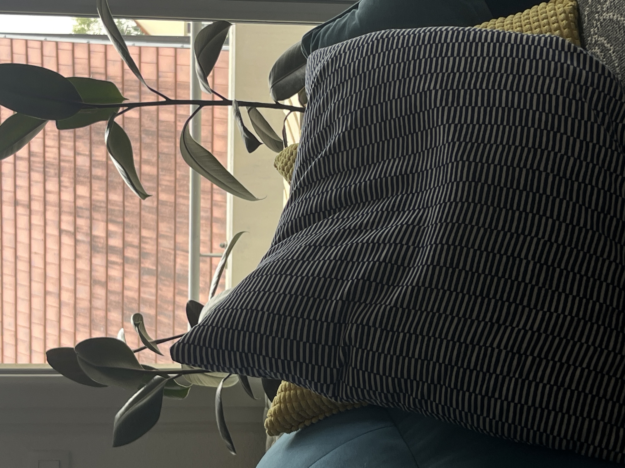 This image depicts an indoor scene with two rubber plants positioned in front of a window that overlooks a tiled rooftop. In the foreground, a large pillow with a black and white striped pattern rests on a blue sofa. A smaller yellow pillow with a textured surface is visible to the left of the striped pillow. The lighting suggests it is daytime. The scene is likely a residential interior, possibly in Gertwiller, France, given the architectural style of the rooftop.