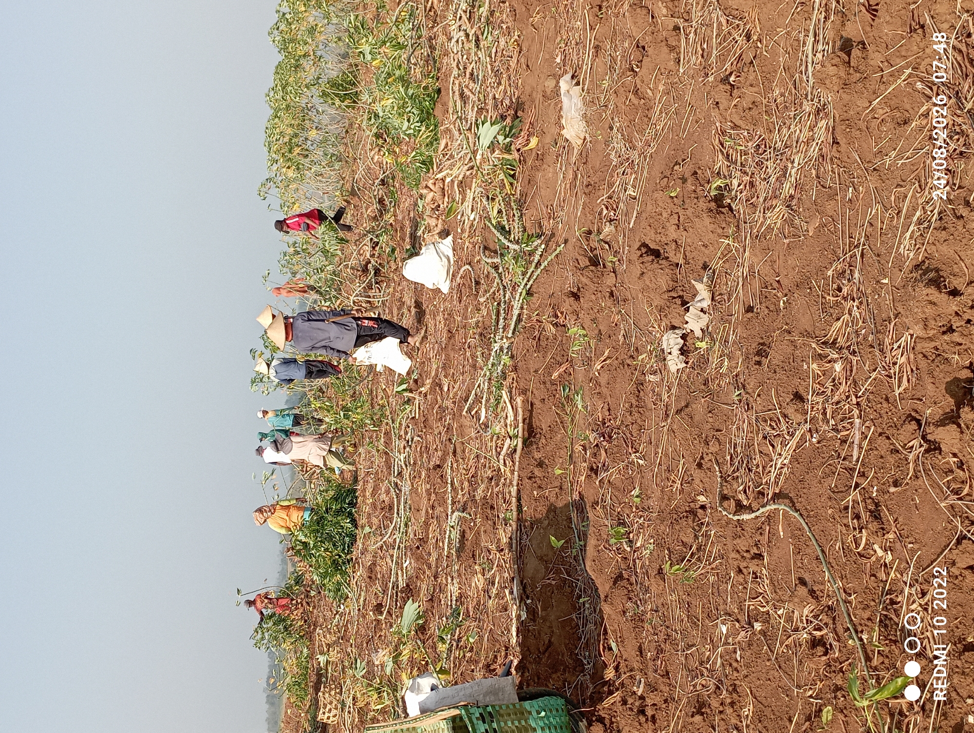 In Gandik, Indonesia, a group of farmers are harvesting crops in a field. The soil is dark brown and appears dry, with stubble and dried plant matter scattered across it. Several rows of plants with green leaves and brown stalks are visible, some of which have been cut down. The farmers, wearing conical hats and casual clothing, are actively engaged in the harvesting process, with some carrying bags and others working with the plants. In the background, the sky is clear and light blue. The scene suggests manual labor in an agricultural setting.