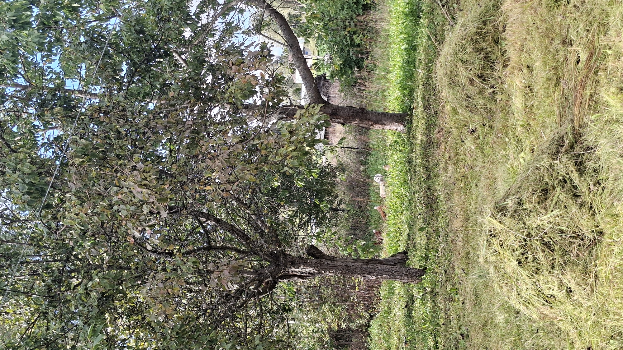 The image depicts an outdoor scene in the vicinity of Сваткаўскі сельскі Савет, Belarus. In the foreground, a large pile of freshly cut grass is visible. Beyond this, two mature trees with leafy canopies stand prominently. The ground is covered in grass, with some areas appearing recently mowed. In the middle ground, several chickens are scattered across the lawn, some standing and others appearing to rest. Further back, dense vegetation and trees form a backdrop, with glimpses of structures, possibly outbuildings, peeking through the foliage. The sky above is partly cloudy, suggesting fair weather. The overall impression is of a rural or semi-rural environment, possibly a garden or farmyard, where lawn maintenance is in progress.
