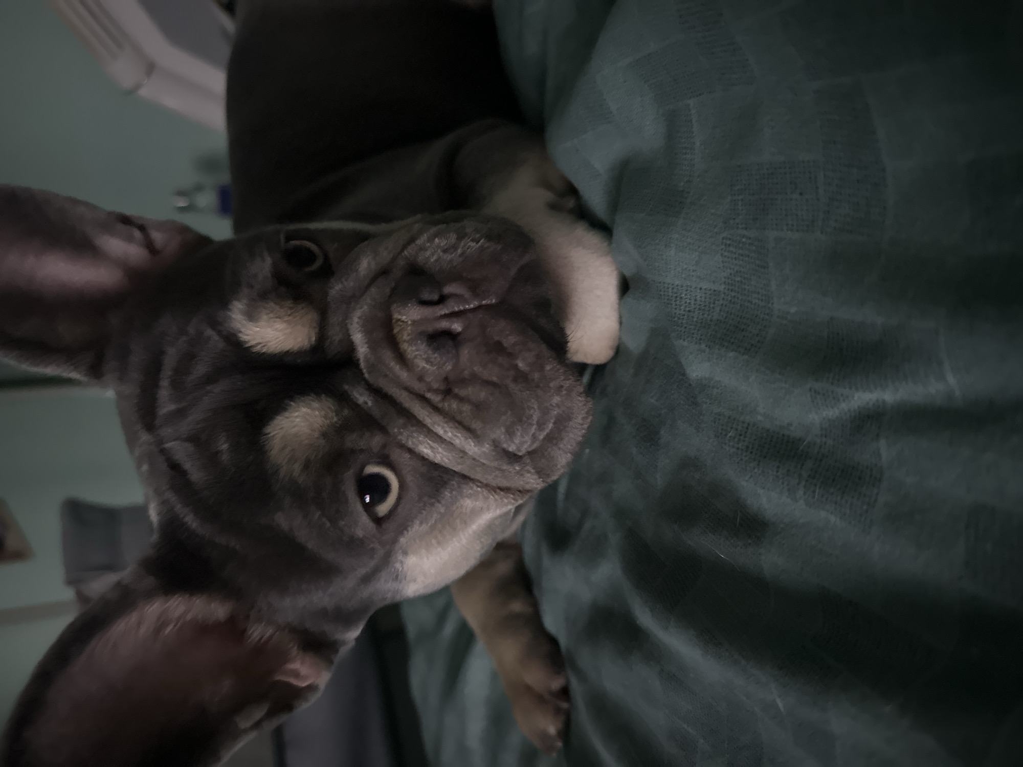 A close-up, low-angle shot shows a French Bulldog resting on a dark green, textured surface. The dog's head is tilted upwards, and it is facing the camera with its left ear flopped down and its right ear pointed upwards. The dog has dark grey fur with tan markings around its eyes and snout, and its eyes are open and looking directly at the viewer. The dog's nose is wrinkled, and its mouth is closed, revealing a soft expression. The background is blurred, but appears to be a room with a light-colored object in the upper left corner and a dark, vertical surface on the left side of the image. The lighting is dim, suggesting it may be nighttime or a dimly lit room. No visible text is present in the image. The overall mood is calm and intimate, with the dog appearing relaxed and comfortable.