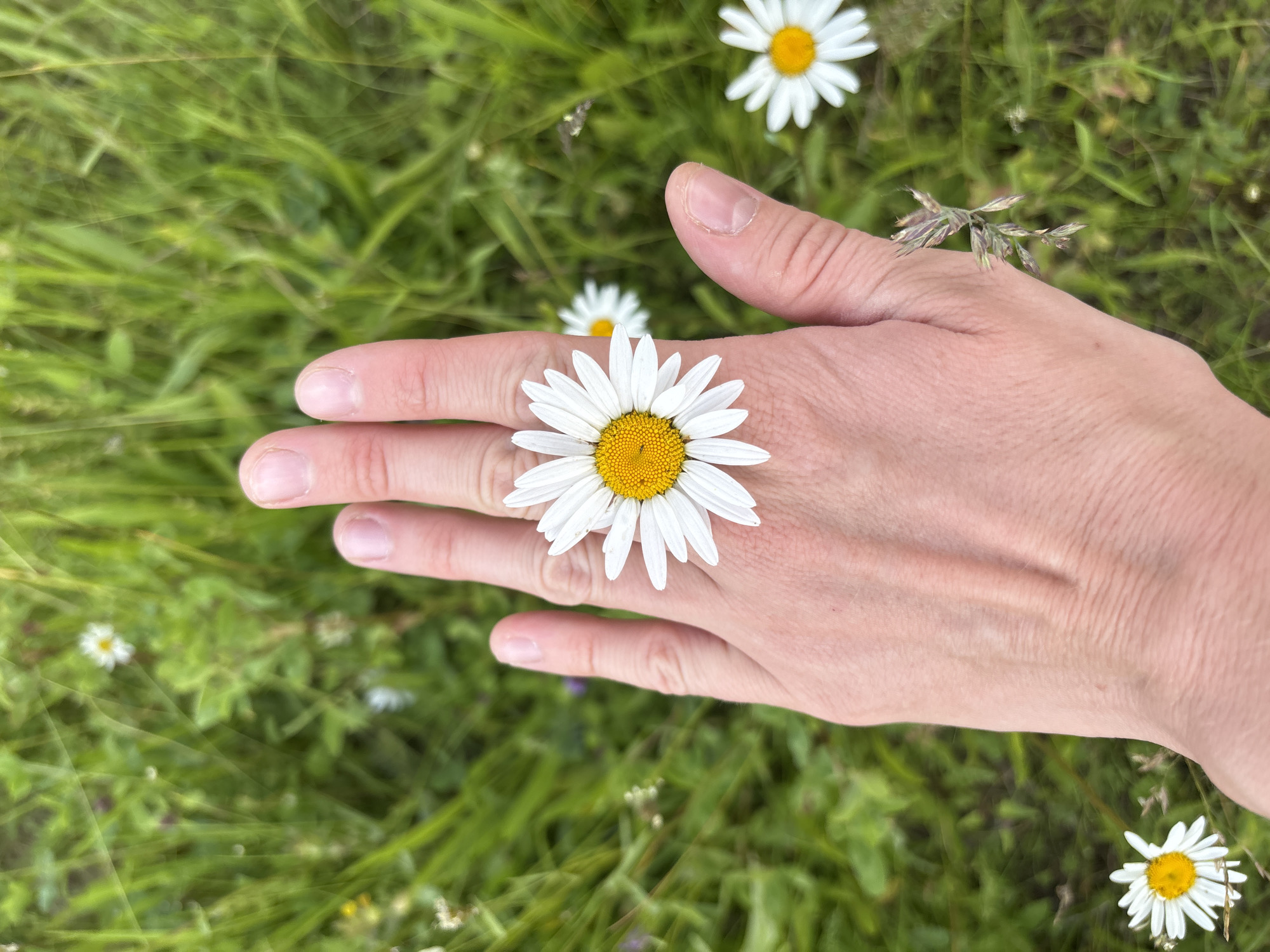 A close-up, overhead shot captures a person's left hand with a daisy placed on the back of it, positioned against a blurry green background of grass and other wildflowers. The daisy has white petals and a yellow center. Several other daisies are visible in the background, out of focus. The hand is pale-skinned and appears to be that of an adult. The setting is a grassy area, typical of a park or field. The location is specified as Kurgan, Russia.