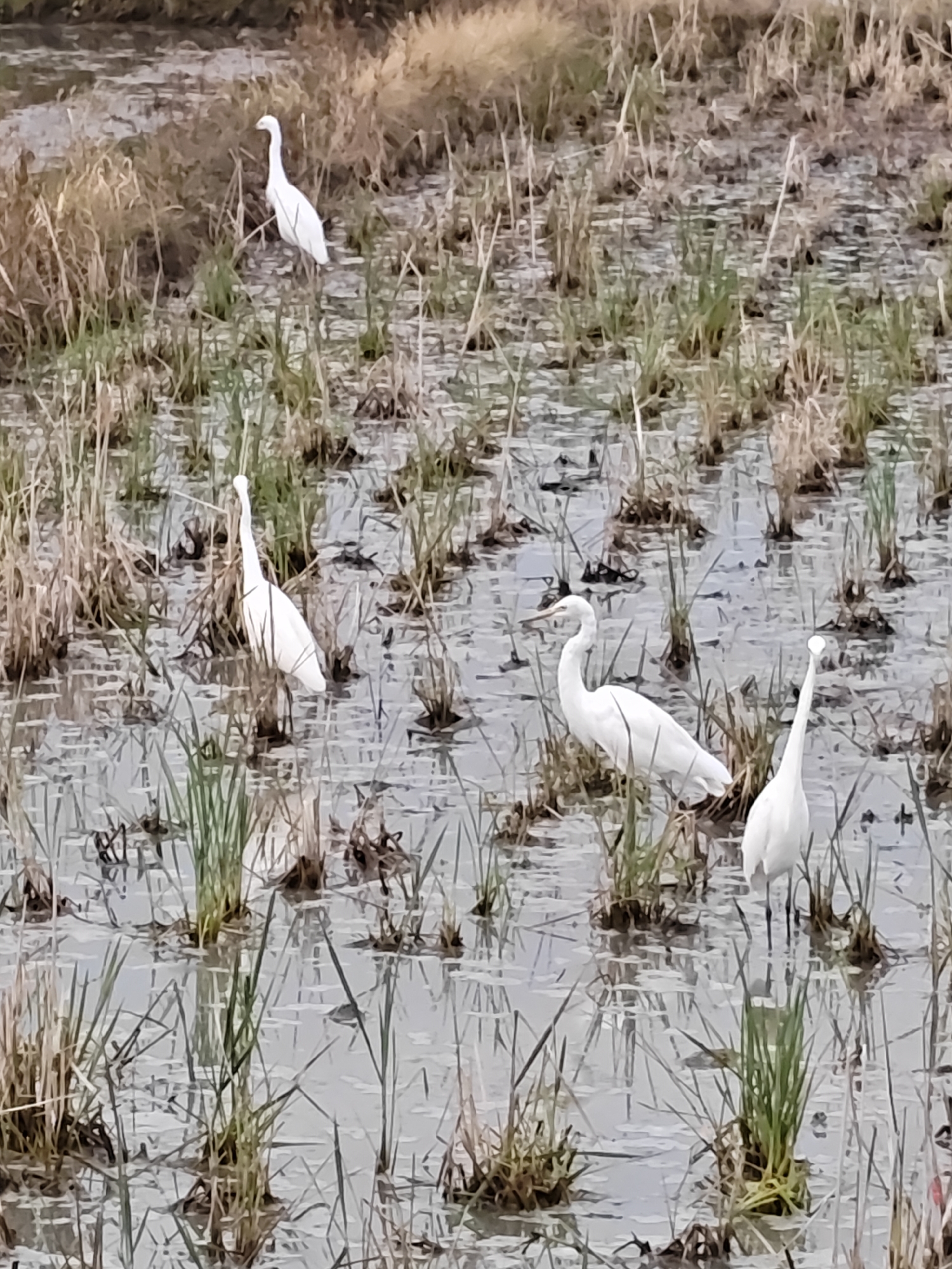 In Meunasahalue, Indonesia, a group of four white egrets are standing in a shallow, muddy field filled with scattered dry grass and small green reeds. One egret is visible in the background to the left, facing right. In the foreground, three egrets are present: one in the center-left is facing right with its head down, a second larger egret is in the center facing forward, and a third egret is on the right, facing left. The water reflects the overcast sky and surrounding vegetation.