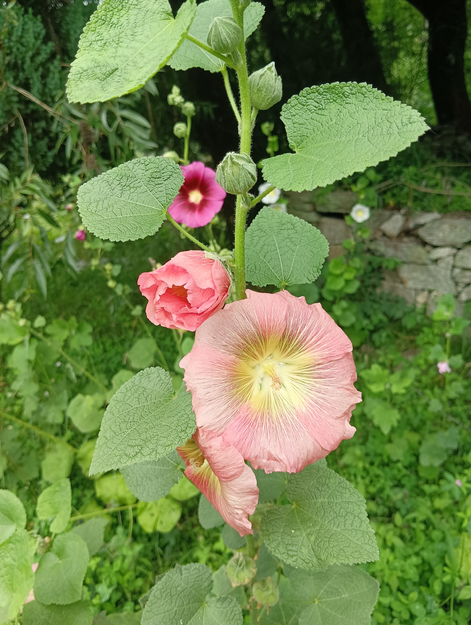 A vertical, close-up shot captures a blooming hollyhock plant against a blurred natural background, suggestive of a garden in Manali, India. The primary subject is a tall, green stalk adorned with large, rough-textured green leaves. Several flowers are in various stages of bloom. A large, pale pink hollyhock flower, its petals delicately veined with yellow and white, dominates the foreground, unfurling its layered structure. Above it, a smaller, vibrant pink hollyhock flower is in full bloom. Further up the stalk, a few tightly closed buds hint at future blossoms. The background is a soft blur of lush green foliage, interspersed with glimpses of a stone wall and distant, out-of-focus white flowers, creating a sense of depth and a natural, serene environment.