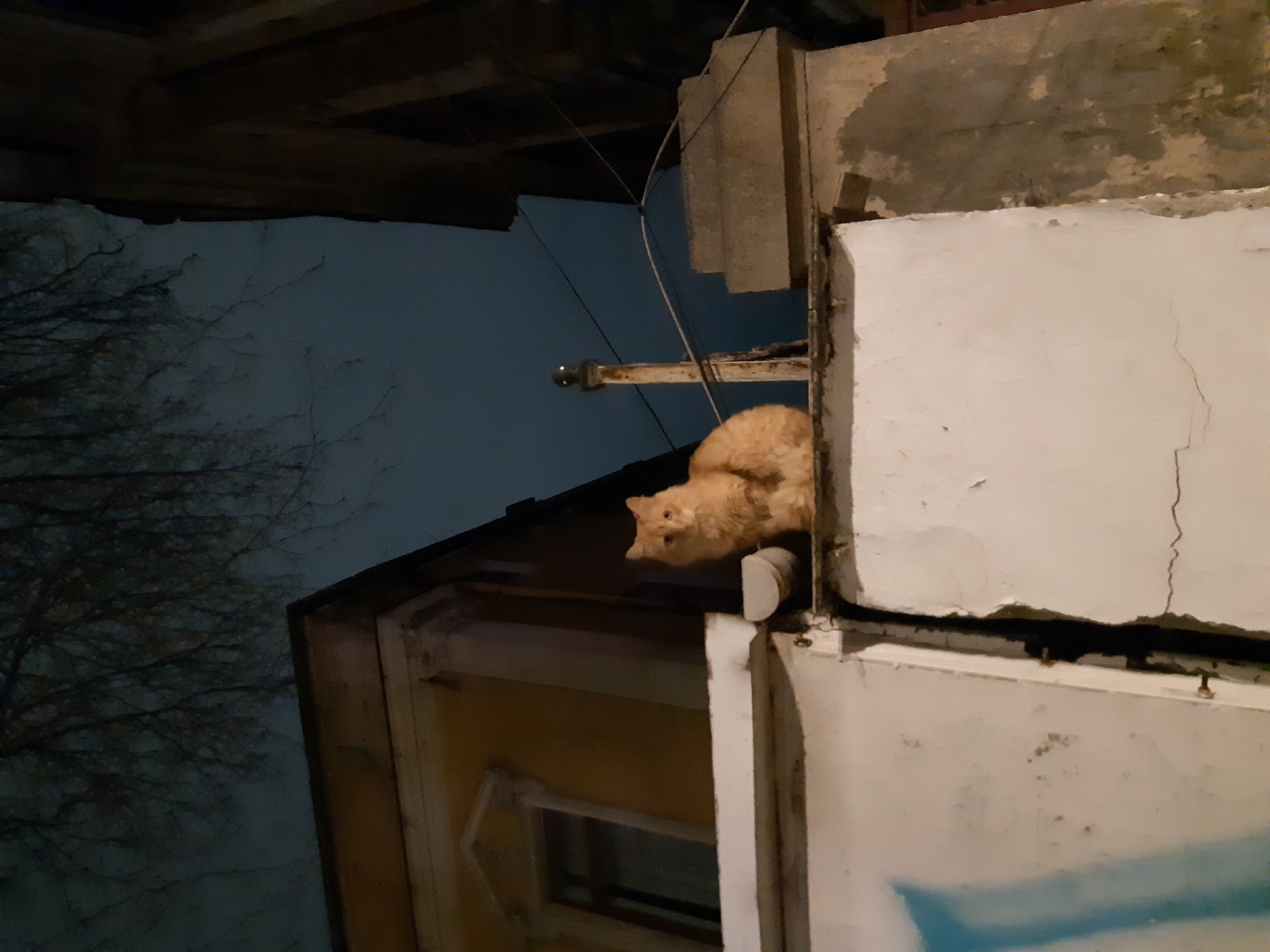 A reddish-orange cat peers out from a rooftop in Plovdiv, Bulgaria. The building appears to be old and slightly dilapidated, with cracked white and yellow paint. Electrical wires run along the rooftop. Bare tree branches are visible against the night sky.