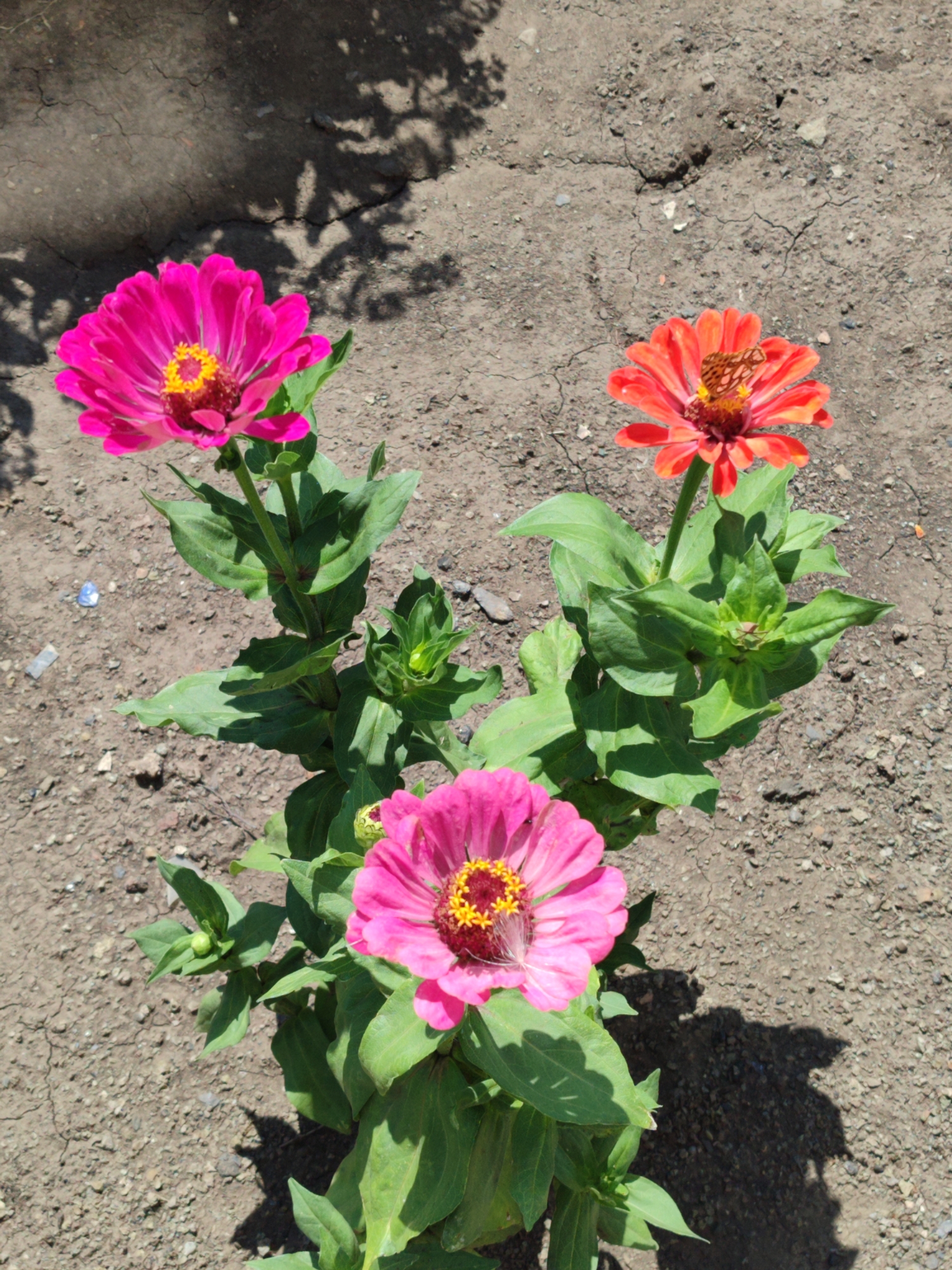 A top-down view captures three zinnias blooming in dry, cracked soil in an urban outdoor setting. The flower on the left is a vibrant pink, its petals slightly curled. In the upper right, a smaller orange zinnia displays a delicate brown butterfly perched on its center. The zinnia in the foreground is a softer pink, with its petals gently unfurling. Lush green leaves surround each bloom, casting soft shadows on the dusty ground. The background is dominated by more cracked earth and the dappled shadow of overhead foliage.