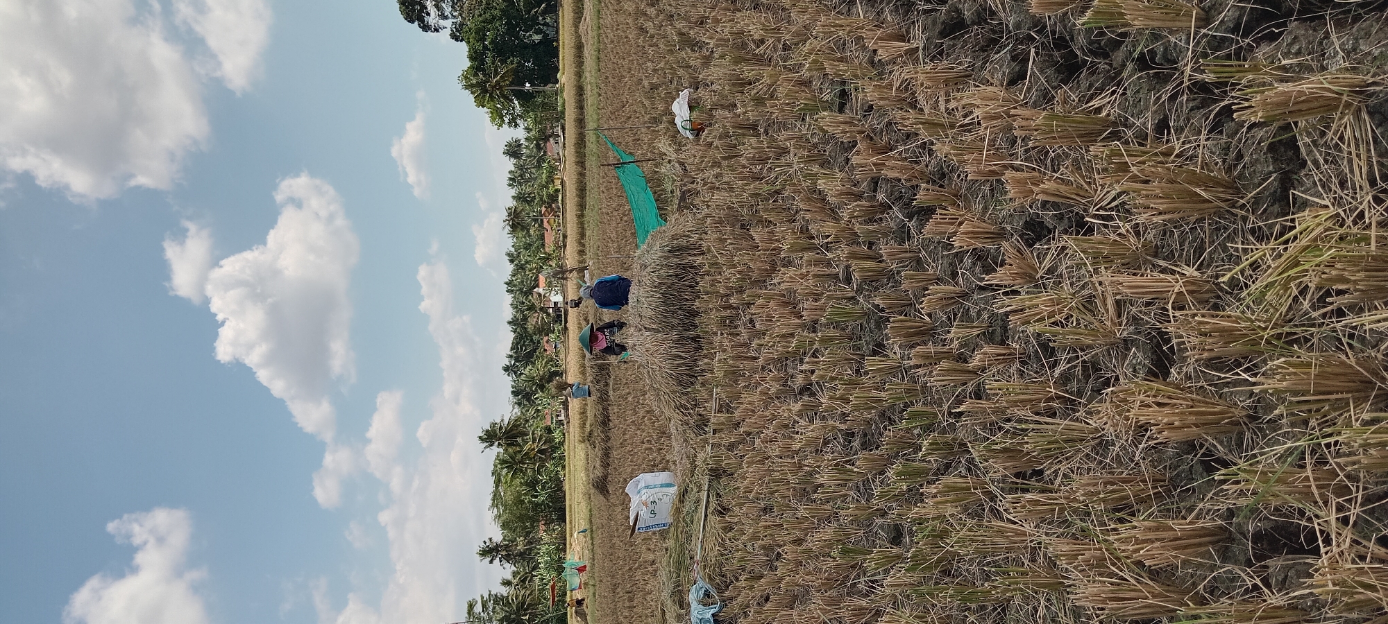 In Karangpawitan, Indonesia, a group of farmers are engaged in harvesting rice in a dry field under a partly cloudy sky. The foreground is dominated by the stubble of harvested rice stalks, with scattered dry leaves and soil. In the mid-ground, several individuals are actively working. Some are gathered around large piles of rice stalks, separating the grain from the straw. One person is visible tending to a green tarp spread on the ground, possibly for collecting harvested material. Another individual is seen carrying a bundle of rice stalks. In the background, a line of palm trees and other foliage borders the agricultural land, with houses and buildings nestled amongst them. The sky above is a light blue with scattered white clouds. A white sack with blue lettering is also visible in the mid-ground.
