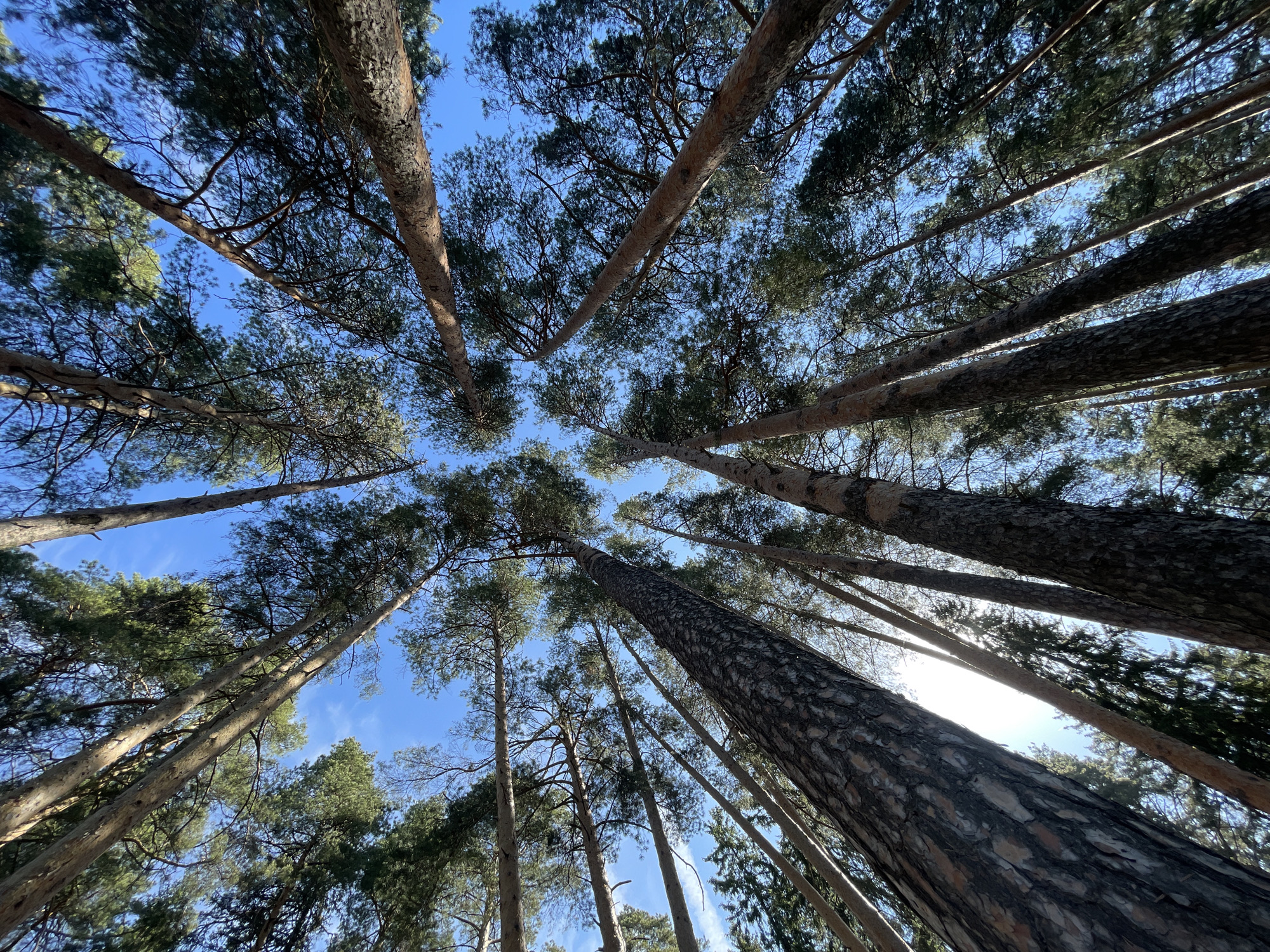 The image shows a view looking upwards through a dense forest of tall trees towards a clear blue sky. The trees are likely pine or fir trees, judging by the bark texture and foliage. The tree trunks are various shades of brown and gray. The canopy of the trees creates a dense network of branches and needles against the sky, filtering the sunlight. Based on the appearance of the trees, this image was probably taken within a park or forest located in Izhevsk, Russia. No people are visible in the image.