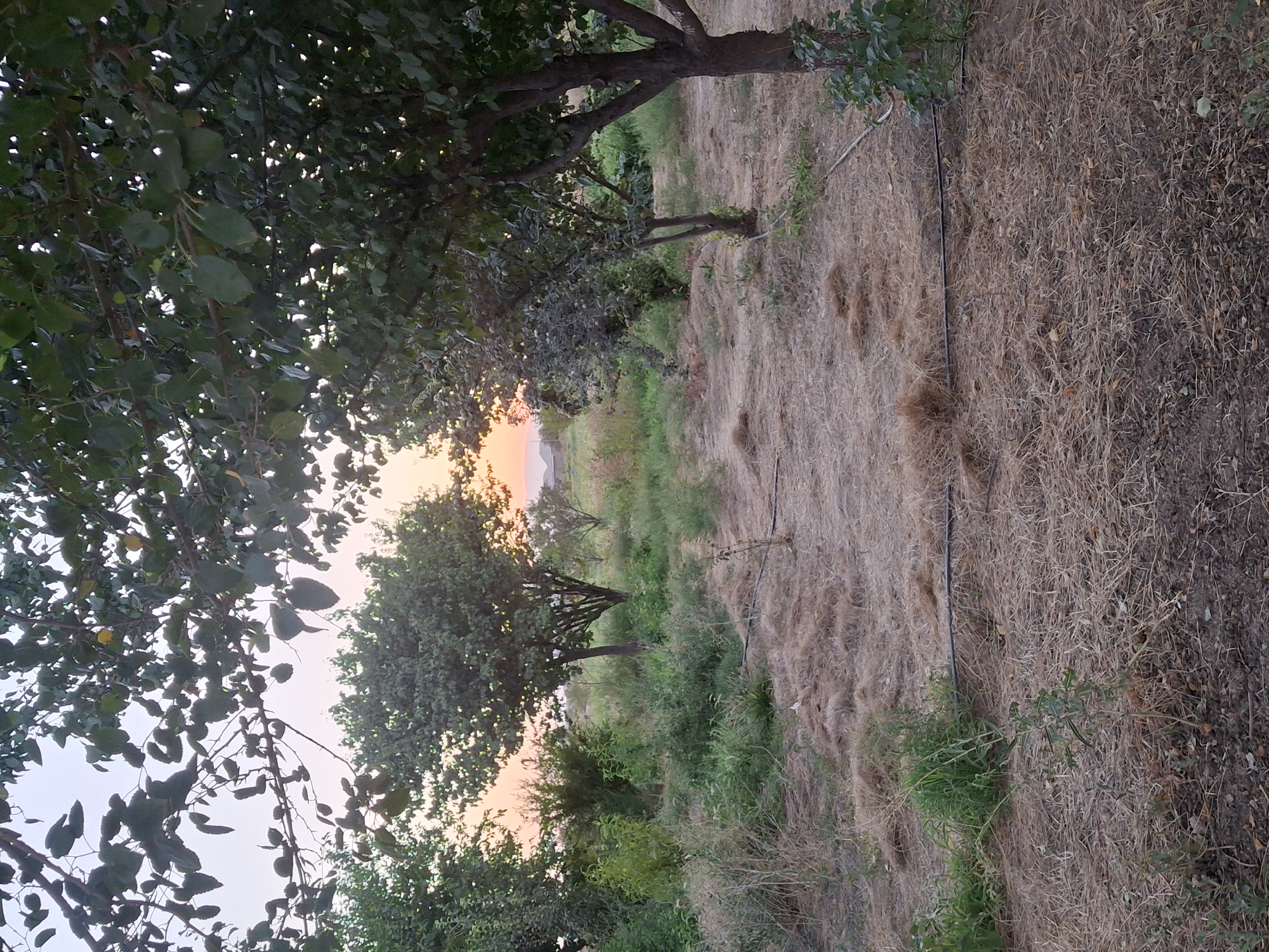An outdoor, eye-level shot captures an orchard with trees and dry, grassy ground under a hazy sky with the sun setting in the distance. The scene is located in Ko`kdala, Uzbekistan. The foreground is covered in dry grass and straw, with a small plant and a black irrigation hose visible. In the mid-ground, more trees are scattered among patches of green grass and bushes. The background reveals a distant horizon with the soft glow of the sunset and faint outlines of buildings. The overall impression is one of a rural, somewhat arid landscape in the evening.