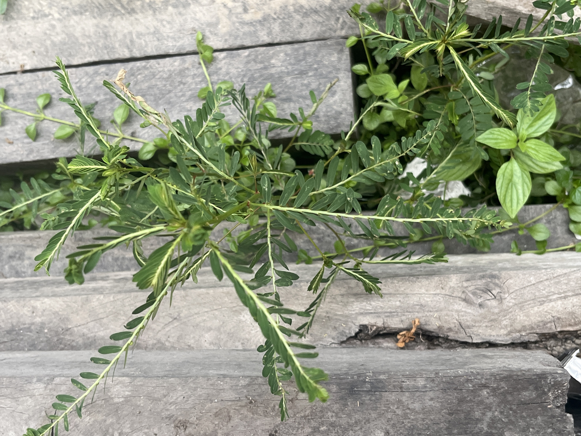The image shows a close-up, overhead view of green plants growing between weathered wooden planks. The planks are grey and appear to be part of an outdoor structure, possibly a deck or walkway. The plants are a mixture of leafy green foliage with some delicate, feathery leaves and some broader, rounded leaves. The lighting suggests it is daytime, with a natural light source illuminating the scene from above. The focus is sharp on the plants and the immediate surrounding wood. The scene is devoid of any human presence or activity. The location is specified as Meliau Hulu, Indonesia.