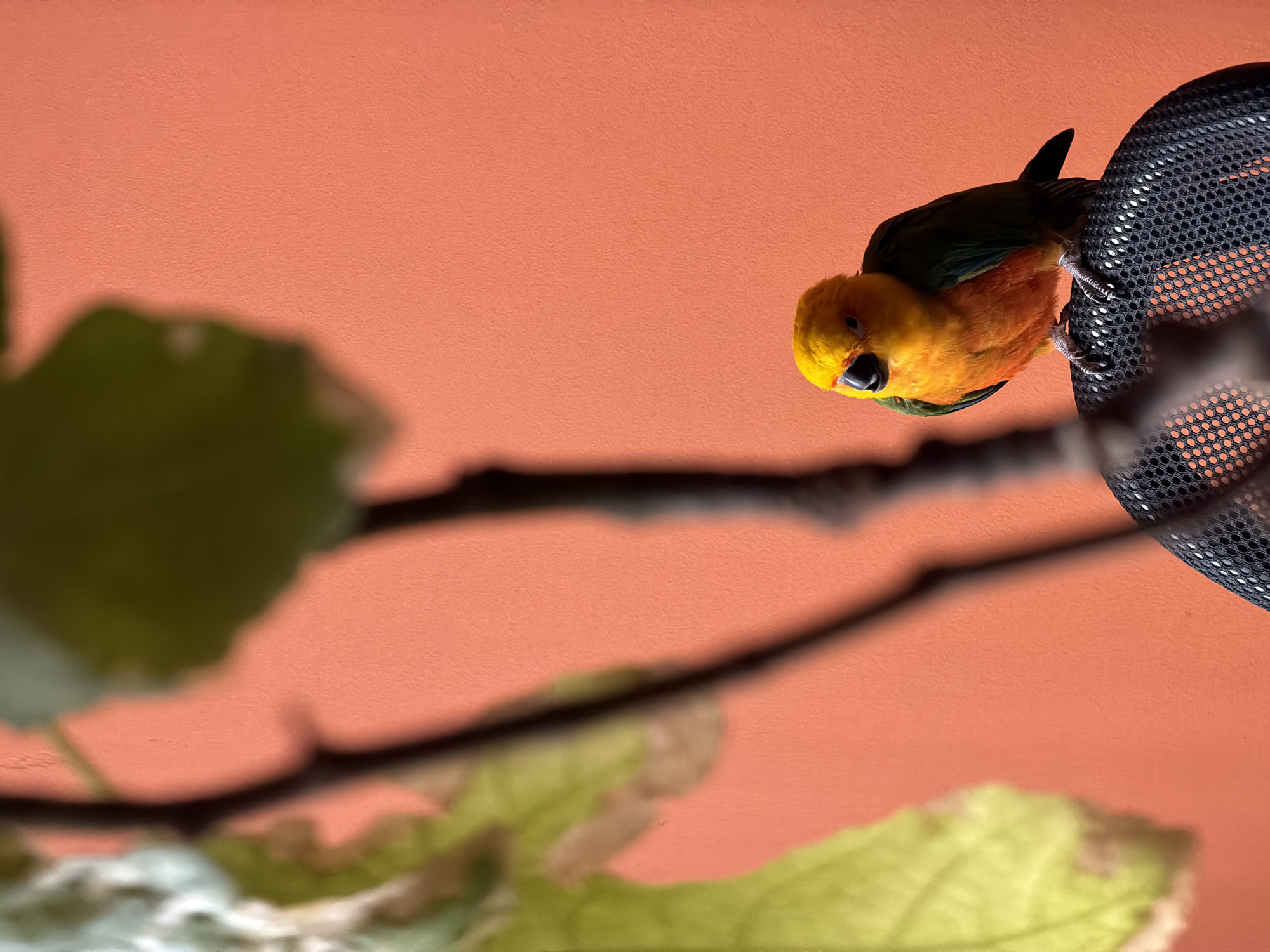 A medium, high-angle shot of a sun conure clinging to a black, mesh, spherical object. The bird's head is primarily yellow with a dark beak, its body is orange transitioning to green on its wings and back, and it has a dark tail. The bird is positioned in the upper right quadrant of the image. A tree branch with blurred green and white leaves is visible in the foreground, partially obscuring the bottom left quadrant. The background is a uniform, light orange color. The scene appears to be indoors, given the controlled lighting and background. No specific information indicates a location in Khimki, Russia.
