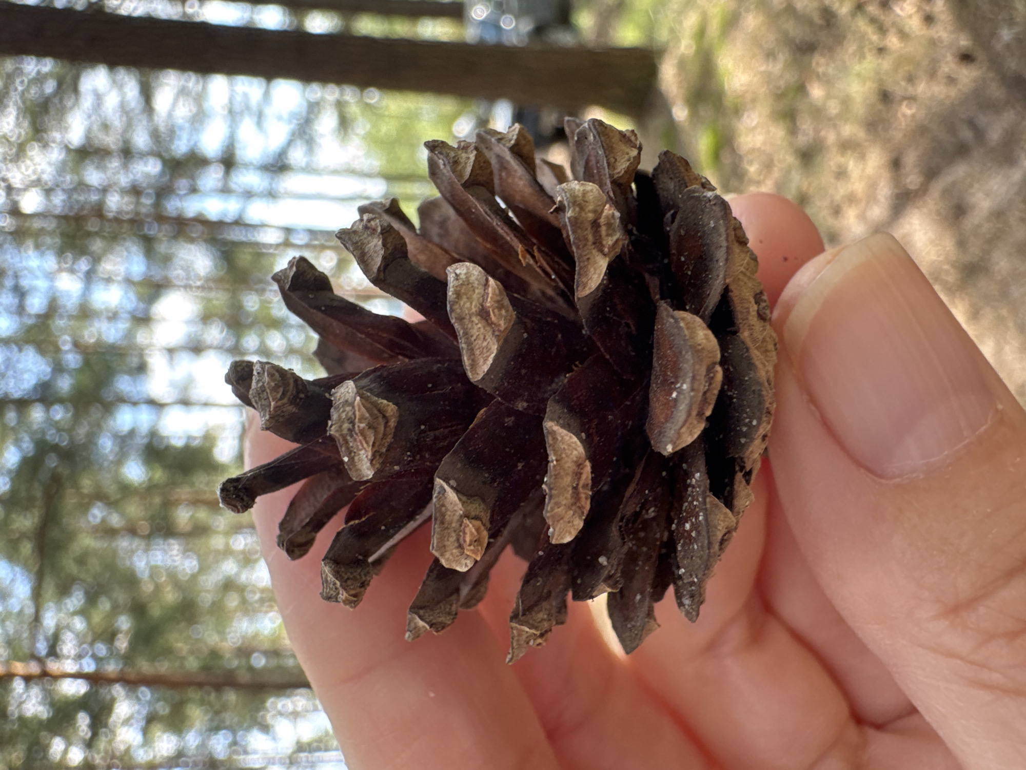 A close-up shot shows a pinecone held between a person's thumb and forefinger against a blurred background of a pine forest. The pinecone is dark brown with visible scales and some white speckles. The person's skin, appearing to be light-toned, is also in focus. The background features tall pine trees with some sunlight filtering through, creating bokeh effects. In the distance, out of focus, a vehicle and the ground covered in pine needles are visible. The image appears to have been taken outdoors in a wooded area.