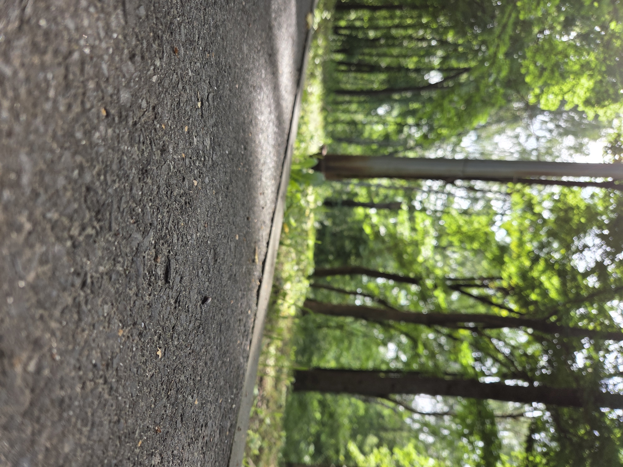 An asphalt pathway runs diagonally from the bottom left foreground into the blurred background, with a strip of grass and foliage bordering its right side. In the background, a line of trees with lush green leaves creates a dense forest environment. A slender, dark pole stands vertically among the trees, slightly off-center to the left. The lighting suggests an overcast day or dappled sunlight filtering through the canopy. The scene appears to be in a park or wooded area within the city of Zheleznogorsk, Russia. No people or animals are visible.