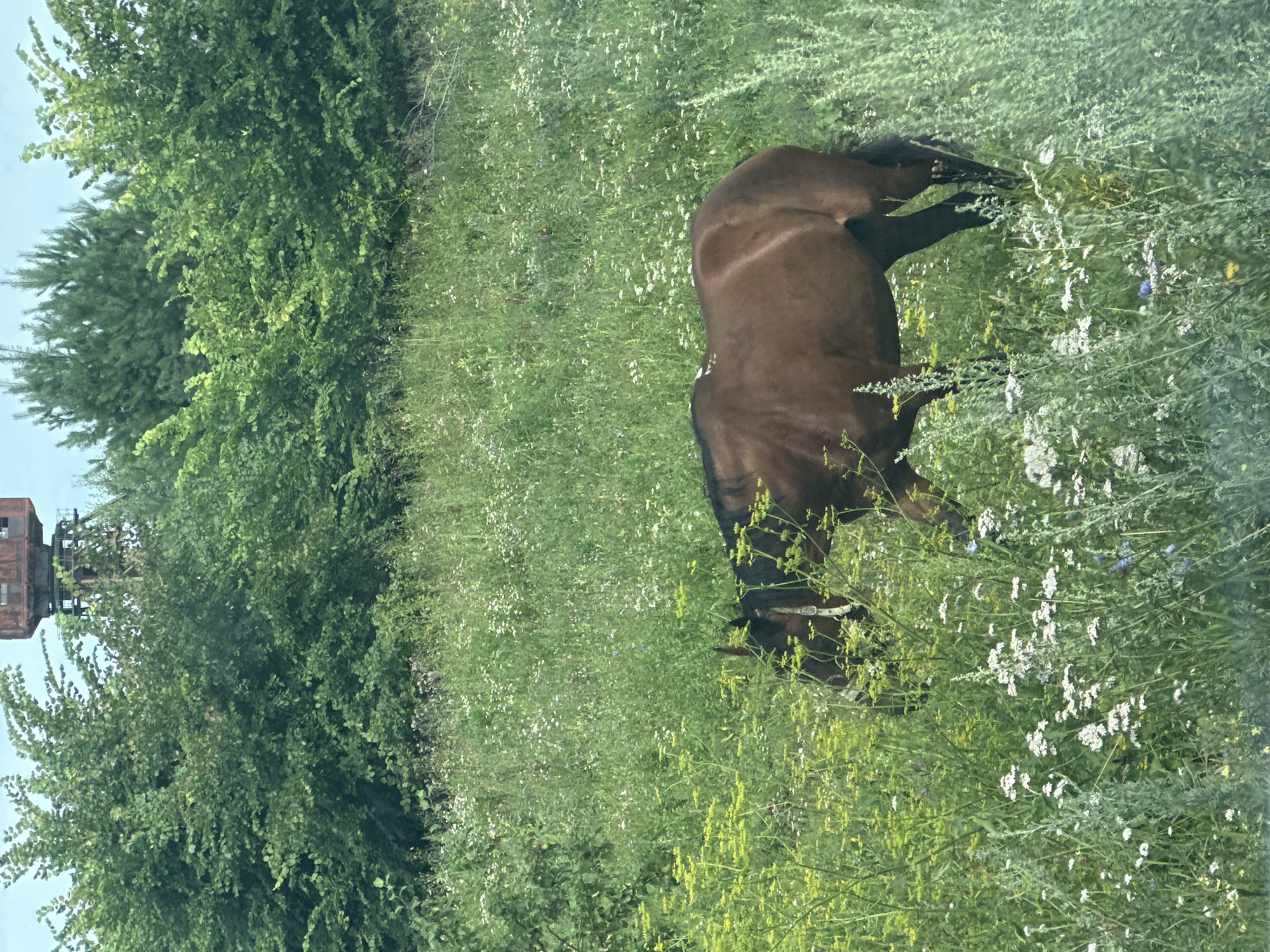 The image depicts a brown horse grazing in a field of wildflowers. The horse is in the foreground, with its body angled to the right. It is surrounded by various green plants and white and yellow wildflowers. In the background, there are trees and a rusty industrial structure, possibly a tower, visible above the trees. The sky is light blue. The scene is set in a natural environment, likely on the outskirts of the city of Noviy, Russia, given the presence of both natural elements and an industrial structure which is characteristic of industrial areas in Russia. There are no people visible in the image.