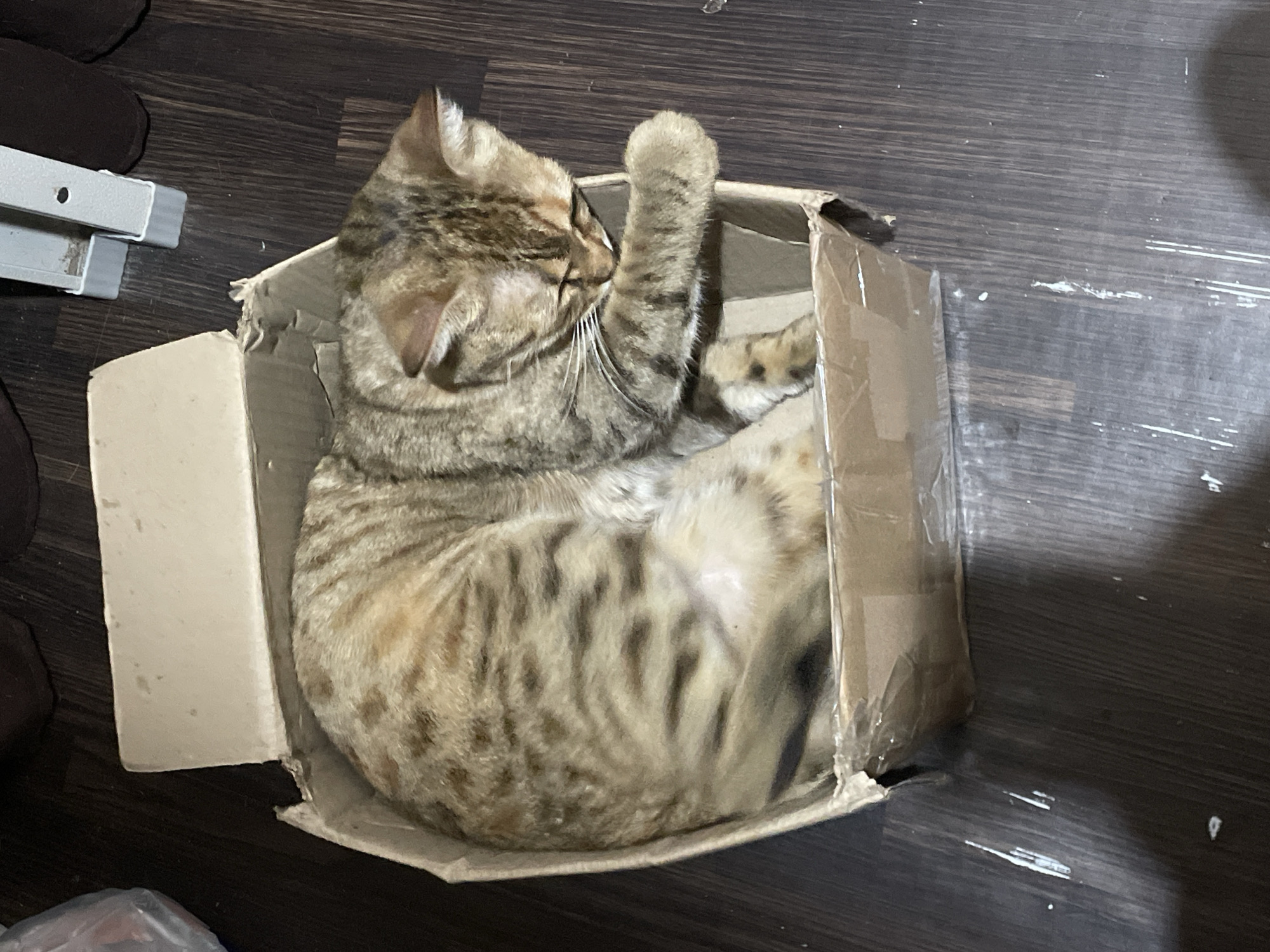 A brown tabby cat is curled up asleep inside a cardboard box. The box is placed on a dark wooden floor, possibly in a residence. The cat is the primary subject, with its eyes closed and paws tucked beneath it. The environment appears to be indoors, with a portion of a metal shelf visible in the background. No specific location in Davao City, Philippines is identifiable from the image.