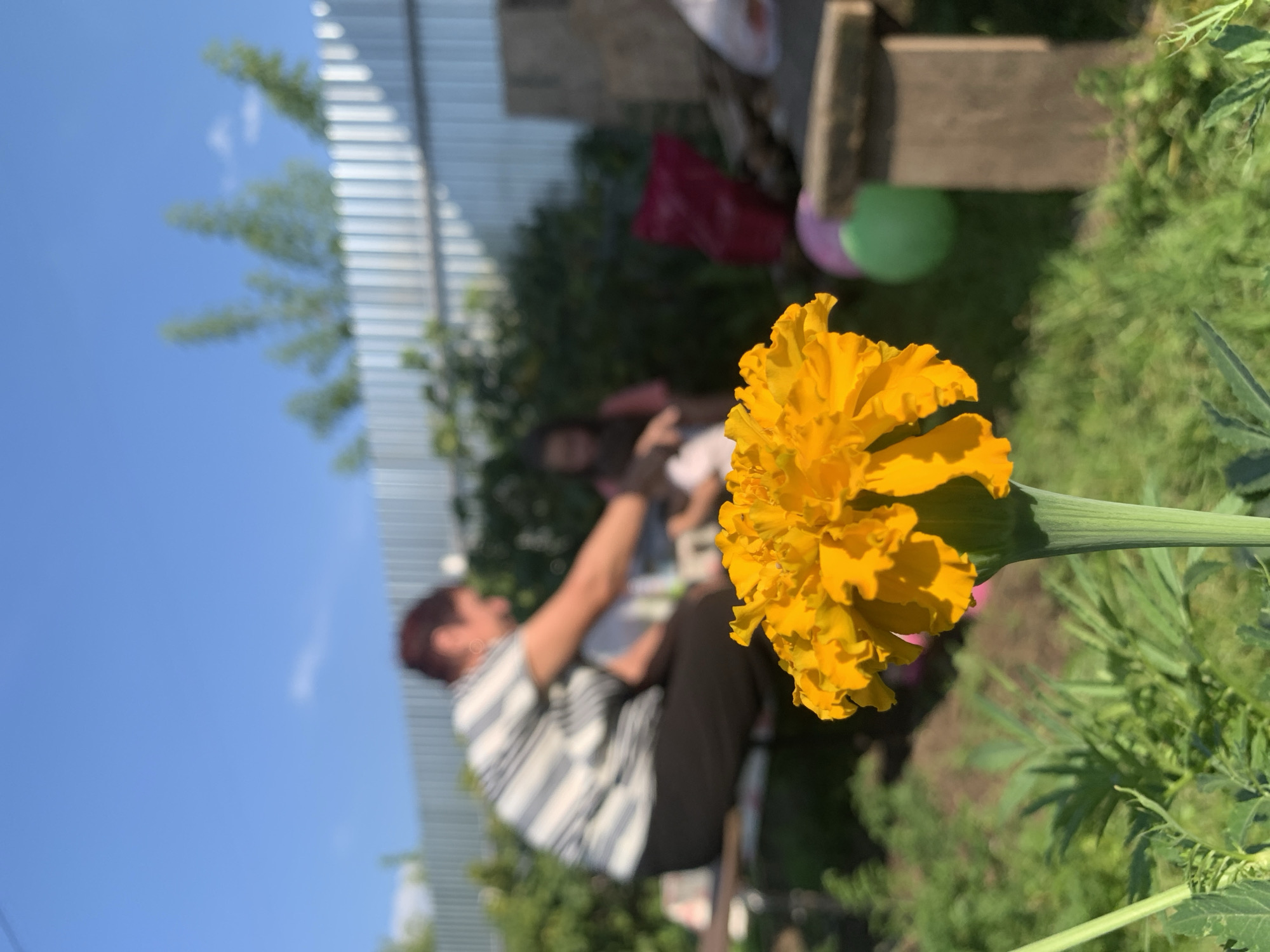 In Chaikovsky, Russia, an outdoor scene unfolds with a prominent, in-focus bright orange marigold flower in the foreground, its stem a vibrant green. Behind the flower, the background is blurred, depicting two individuals and various objects. To the left, a woman with dark hair, wearing a striped shirt and dark pants, is seated on a bench. To her right, a second person, possibly a child, is also seated. They appear to be engaged in an activity together, though the details are indistinct due to the blur. Behind them, a light-colored metal fence runs horizontally, with green foliage visible above and beyond it. Scattered around the area are several objects, including a red bag, a pink balloon, a green balloon, and wooden elements that suggest a rustic, outdoor setting, perhaps a backyard or a dacha. The sky above is a clear, bright blue.