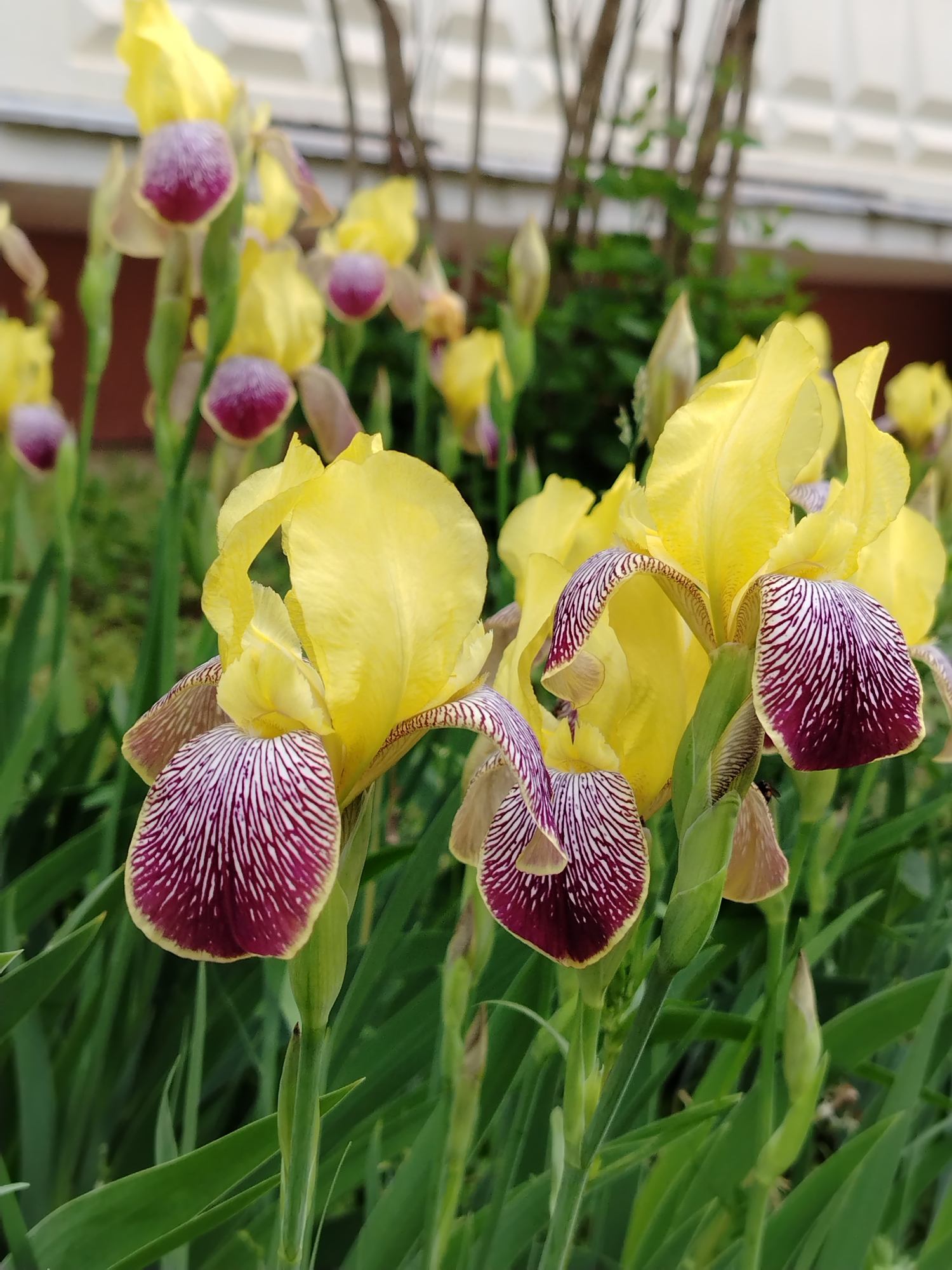 A close-up, eye-level photograph captures a dense bed of blooming Irises in the city of Noviy, Russia, under natural daylight. The foreground is dominated by several sharply focused Iris plants, each featuring vibrant yellow standards (upper petals) and deep reddish-purple falls (lower petals). The falls display distinct white, parallel striping radiating from their base, often bordered by a thin yellow margin. Short, dark reddish-purple beards are visible near the center of the flowers. Multiple closed buds are present among the open blooms, some with hints of purple or yellow. The plants are characterized by their long, upright, sword-shaped green leaves that form a dense, lush base. In the blurred background, additional Irises, some appearing as clusters of yellow and purple, are visible. Above the flowers, a light-colored building with horizontal architectural details is present on the left and center, while a dark, multi-barred fence or trellis structure stands on the right, partially obscured by green foliage. No individuals or specific actions are depicted.