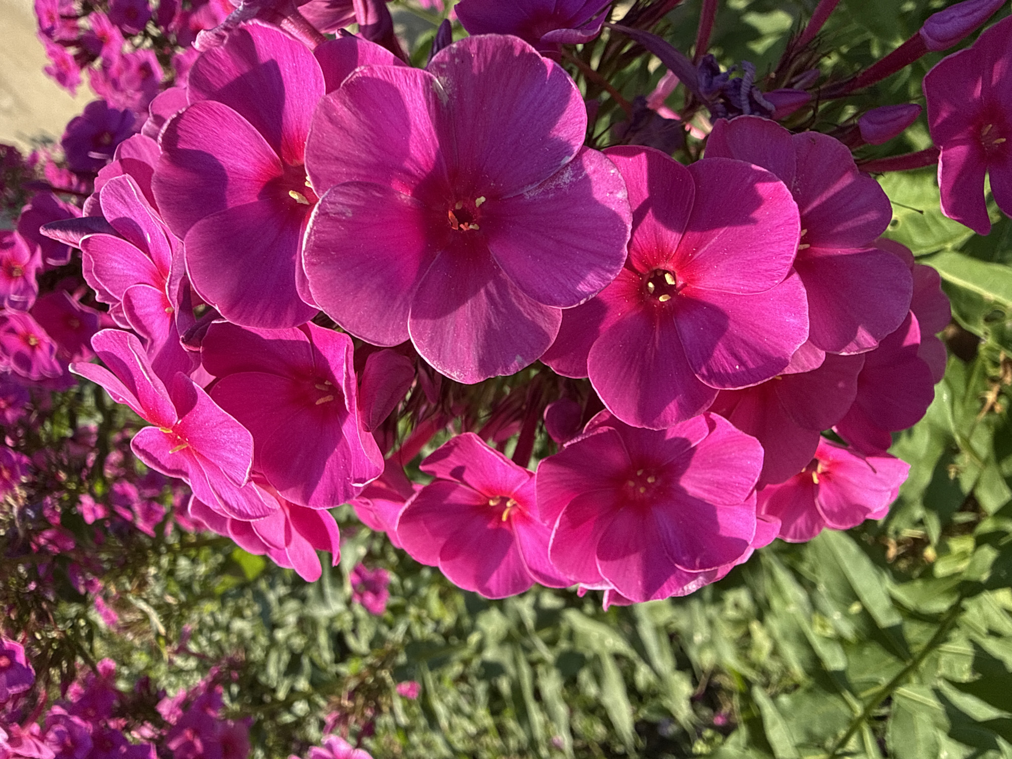 A close-up, sunlit, outdoor shot focuses on a cluster of vibrant pink phlox flowers. The flowers are in various stages of bloom, with some fully open and others still in bud. Their petals are soft and slightly translucent, catching the light and casting delicate shadows. In the background, out of focus, are more phlox flowers and lush green foliage, suggesting a garden setting. The overall impression is one of natural beauty and summer abundance.