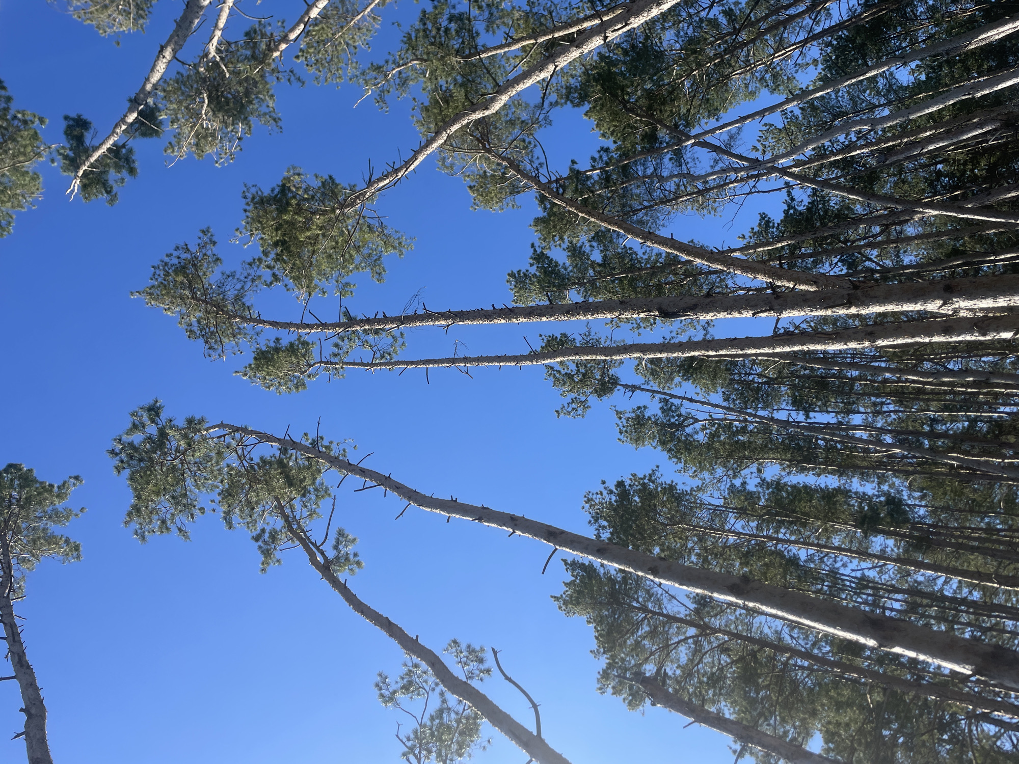 The image depicts a low-angle view of a forest or wooded area in Подшивалово, Russia. The camera is pointed upwards toward the sky, capturing the trunks and canopies of tall trees against a clear, bright blue sky. The trees appear to be pine or similar conifer species, based on their shape and needle-like foliage. Their trunks are mostly straight and thin, and most of the trees are still standing. The trunks appear to have a light color. The branches are sparse and high up on the trunk, concentrated near the top. The overall impression is of a dense forest looking upwards into the canopy and a clear sky.