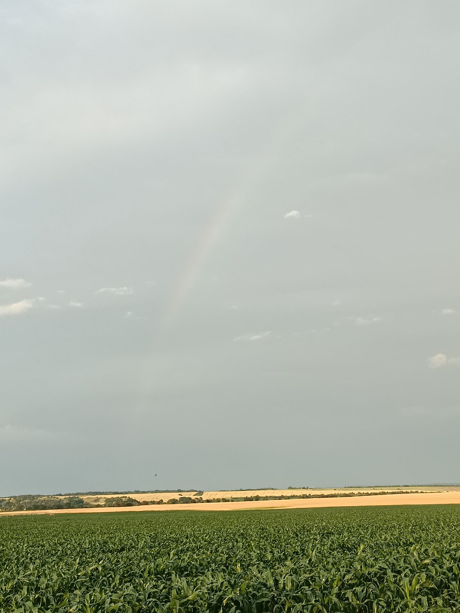 This media file depicts a wide, open landscape under a cloudy sky. In the foreground, a lush field of green crops, likely corn, stretches across the frame, dense and uniform. Beyond this vibrant field, the landscape transitions to a gently rolling terrain with fields of a golden-yellow crop, possibly wheat or barley, and a strip of trees forming a dark green line along the horizon. In the far distance, the land appears lighter in color and less defined, suggesting more open fields or undulating hills. The sky is overcast with a gradient of grays, hinting at recent or impending rain. A faint, subtle rainbow arc is visible in the upper portion of the sky, adding a touch of subdued color to the otherwise muted tones. A single dark bird is visible in flight against the distant landscape. The overall impression is one of rural serenity and natural beauty, possibly captured during late afternoon or early evening as the light softens. The location context provided is Gartz (Oder), Germany. There is no visible text in the image.